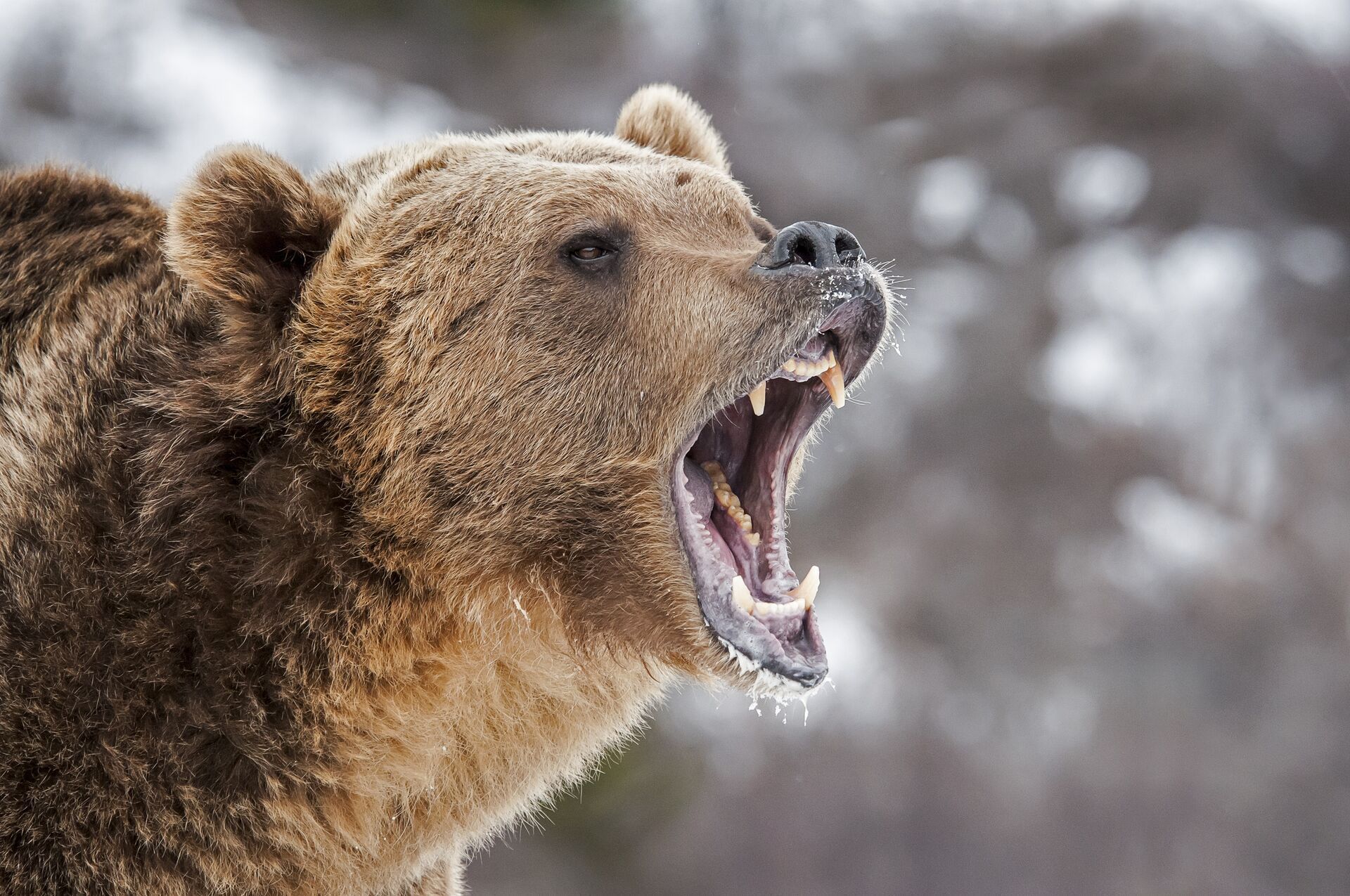 A big grizzly bear growls, best states for spring bear hunts concept.