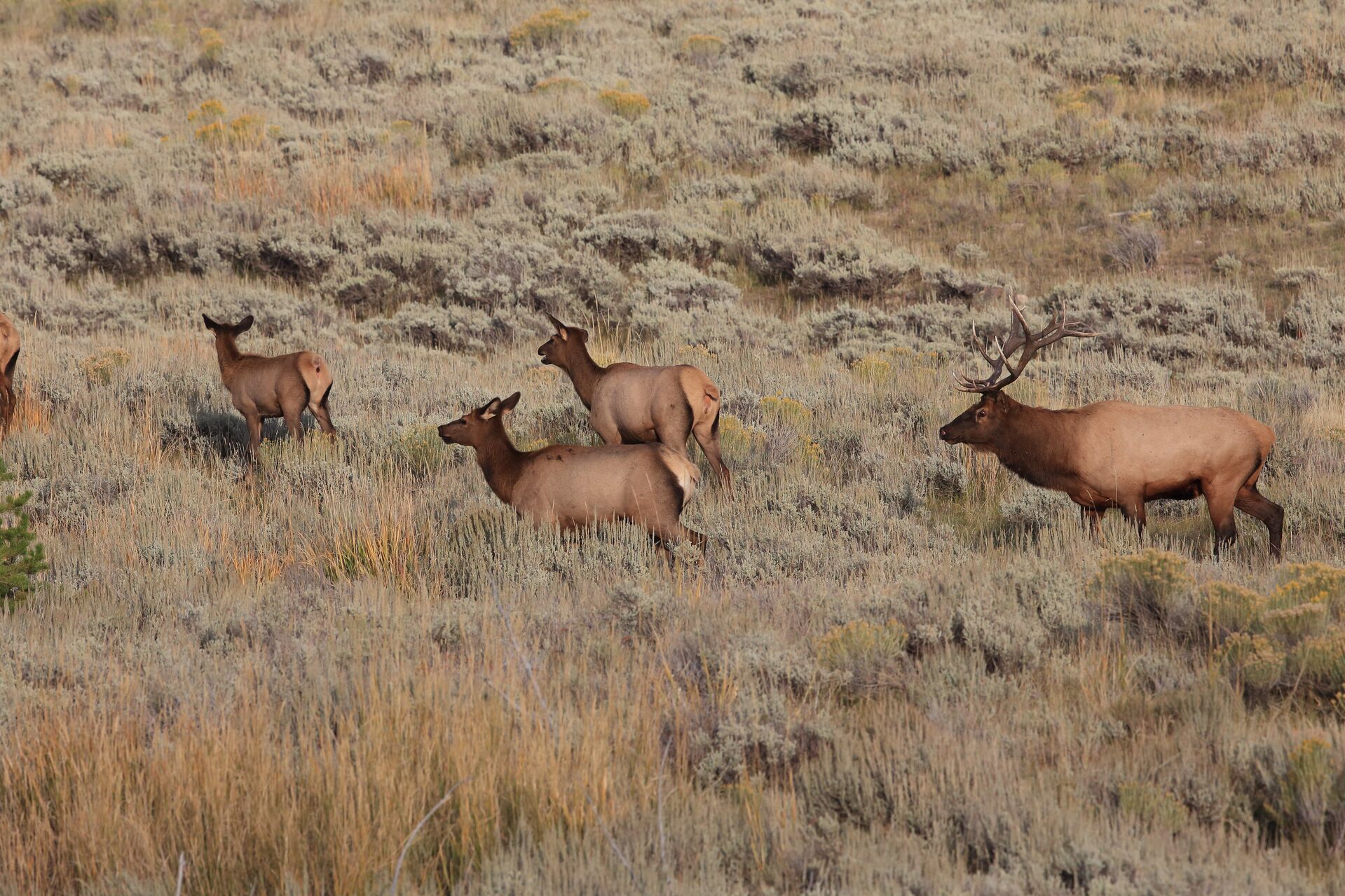 A bull elk with elk cows in a field, hunting elk in Wyoming concept.