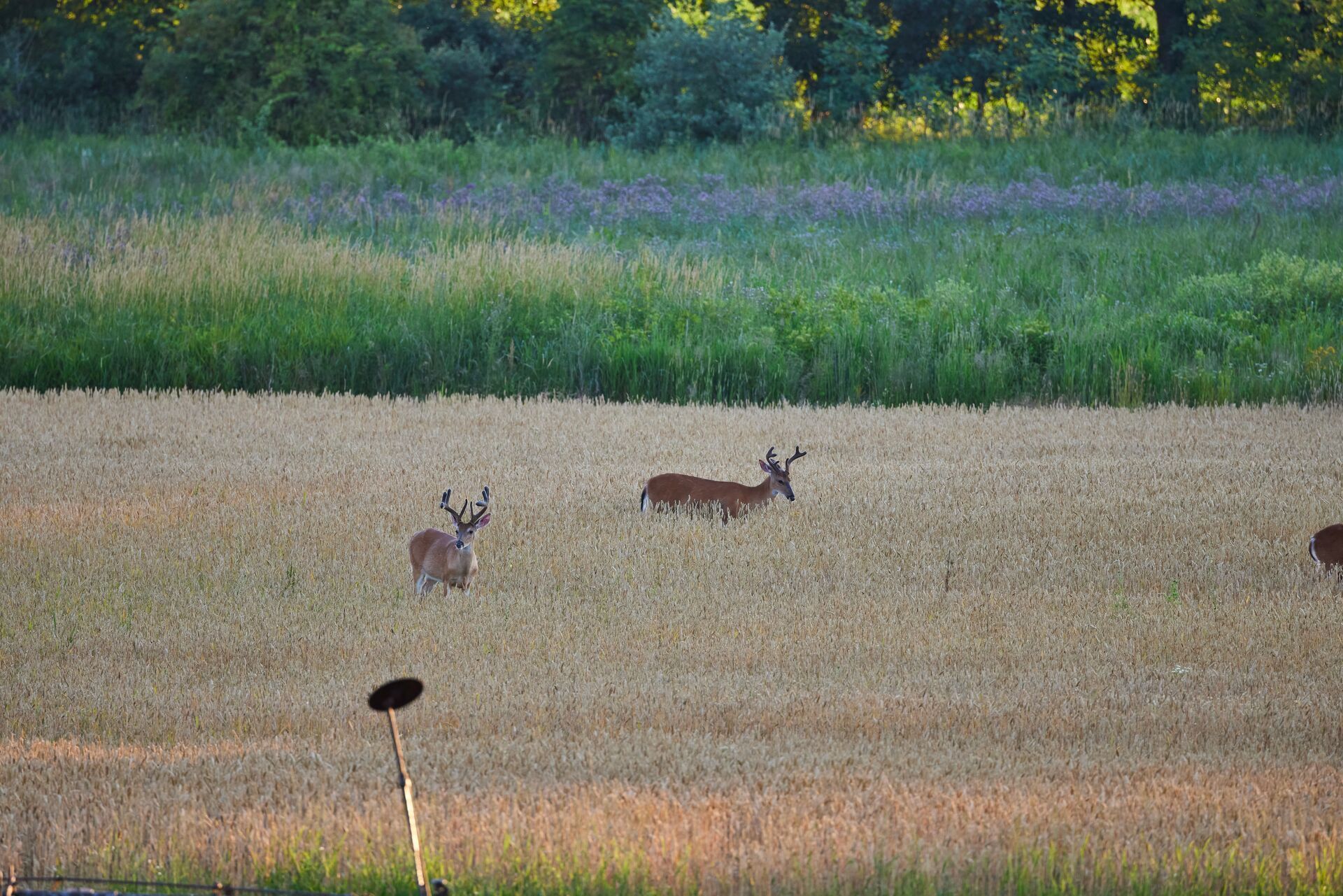 Several deer enjoying a food plot in spring.