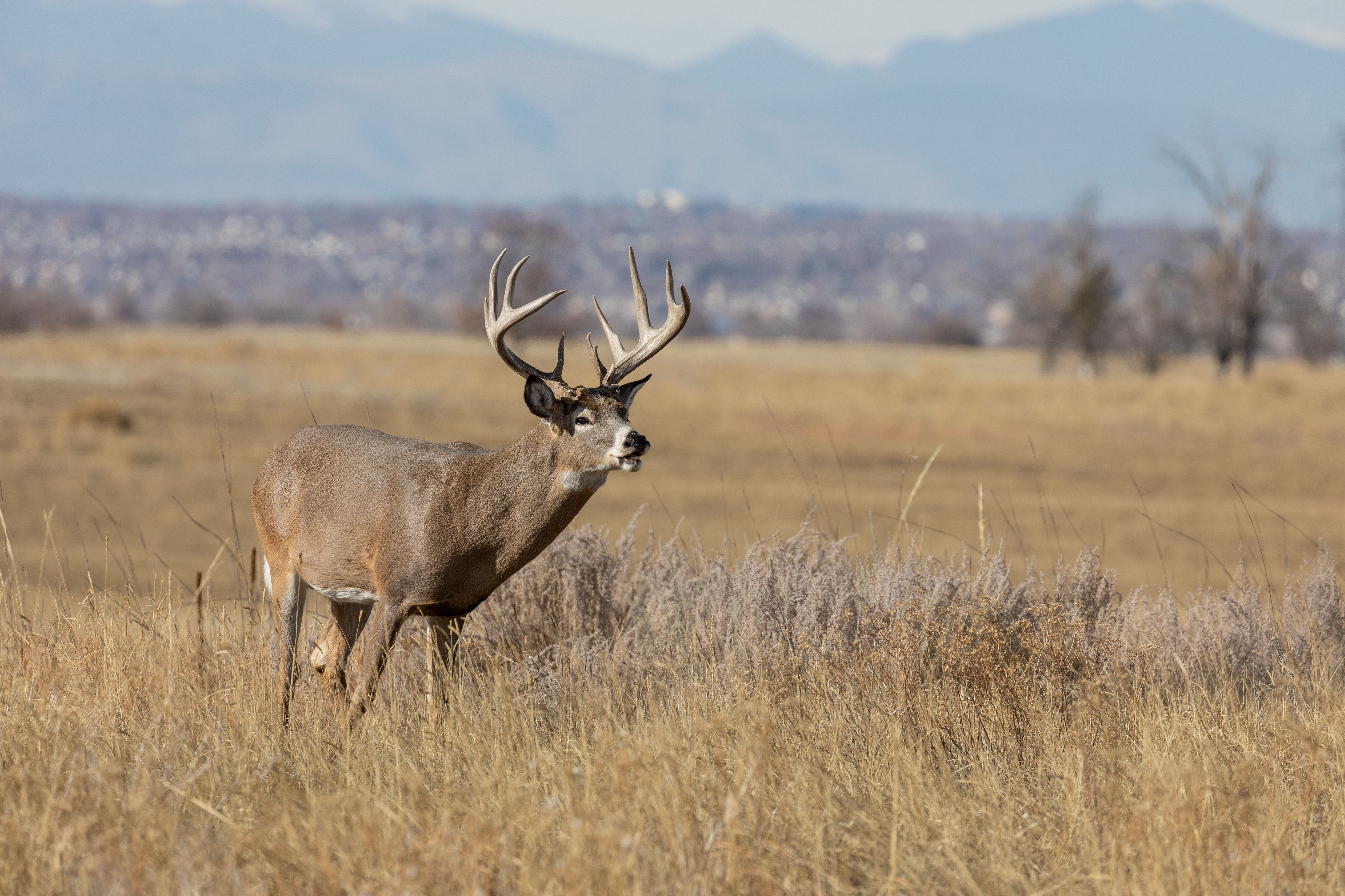 A whitetail buck calling in a field, understanding deer sounds concept.