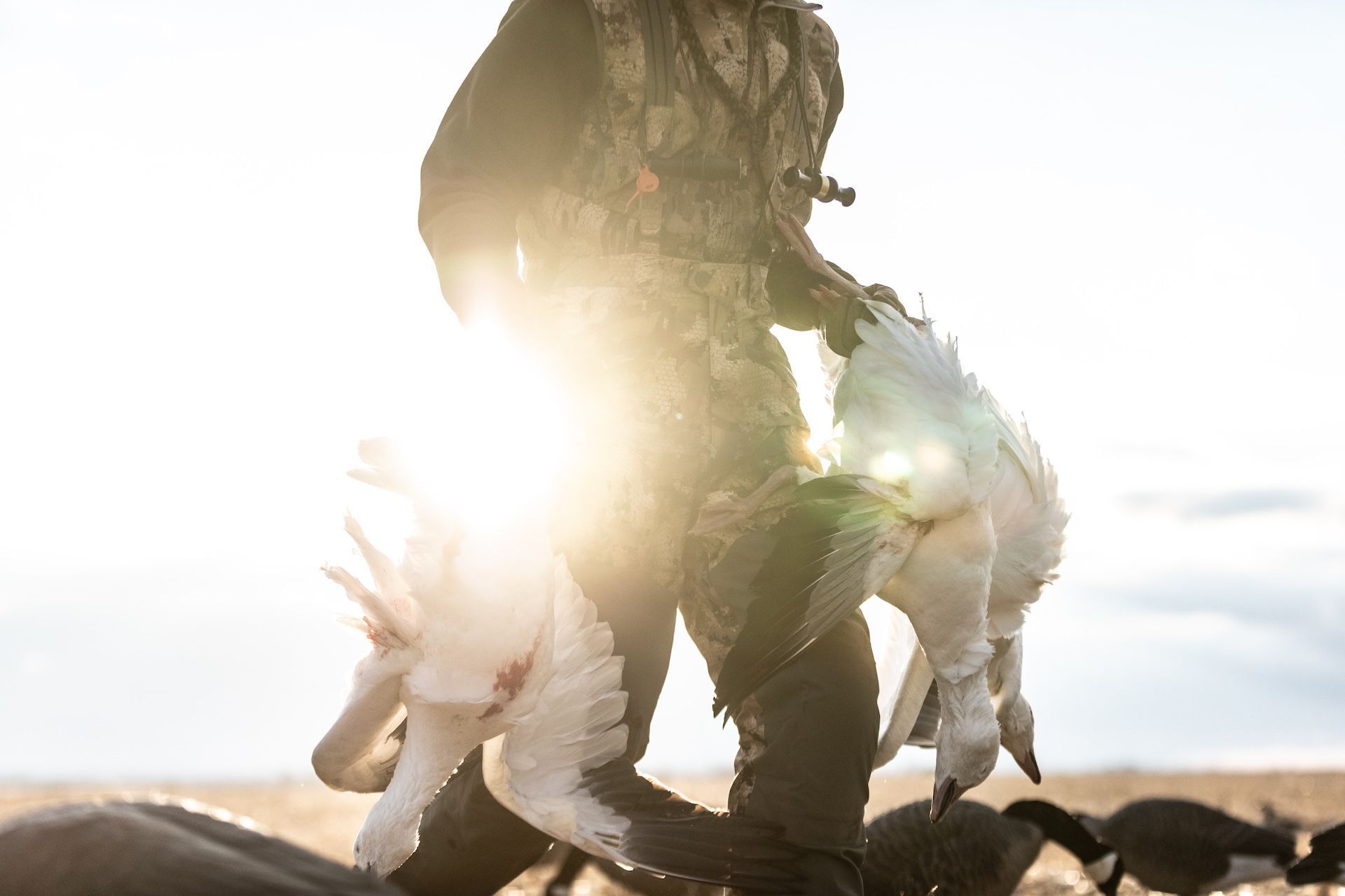 Hunter carries snow geese after hunt.