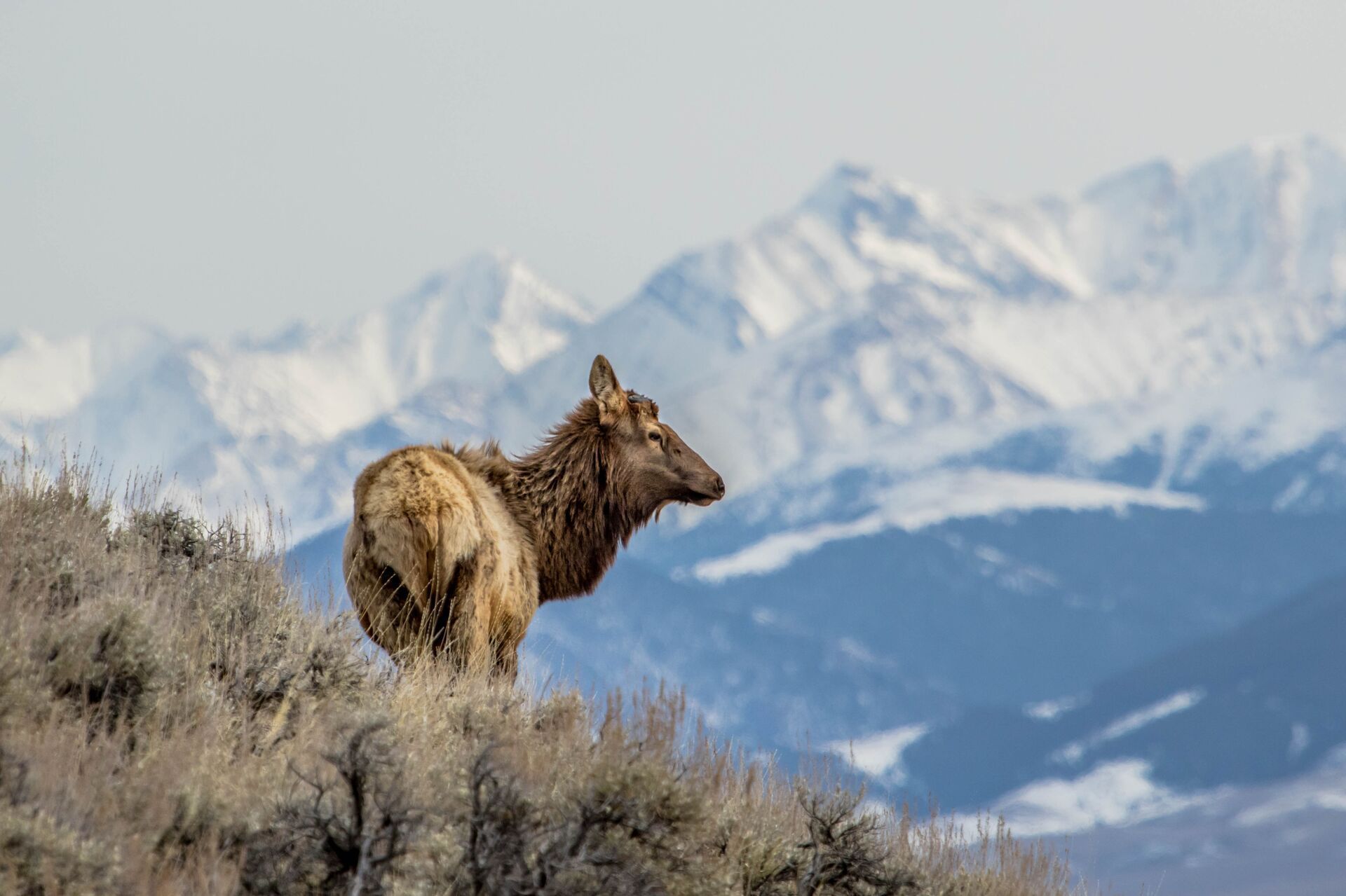 An elk on a ridge in the mountains, best spotting scopes for glassing concept.