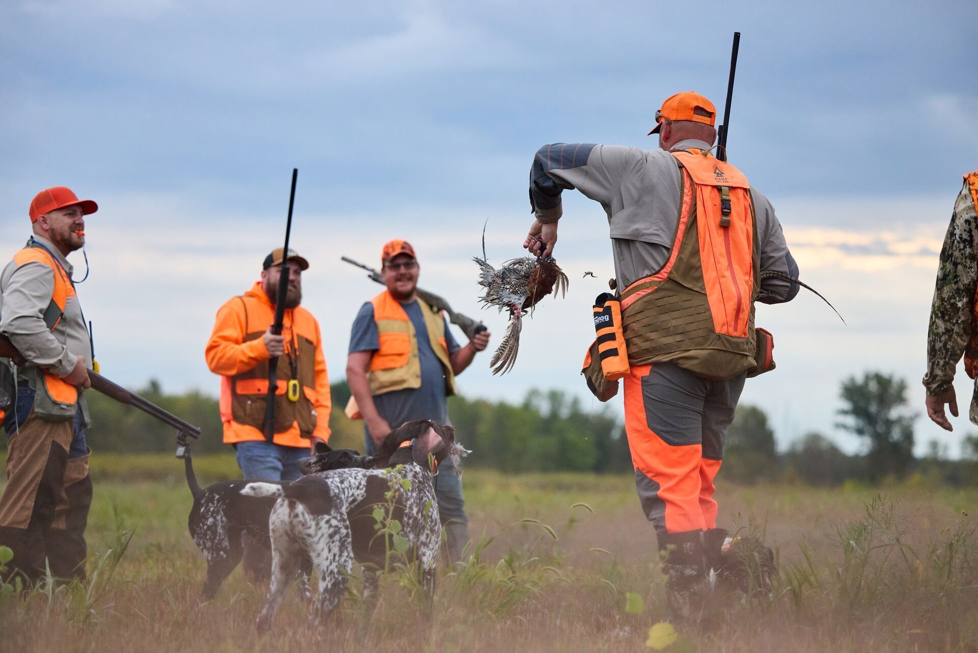 Hunter takes pheasant from dog during hunt.