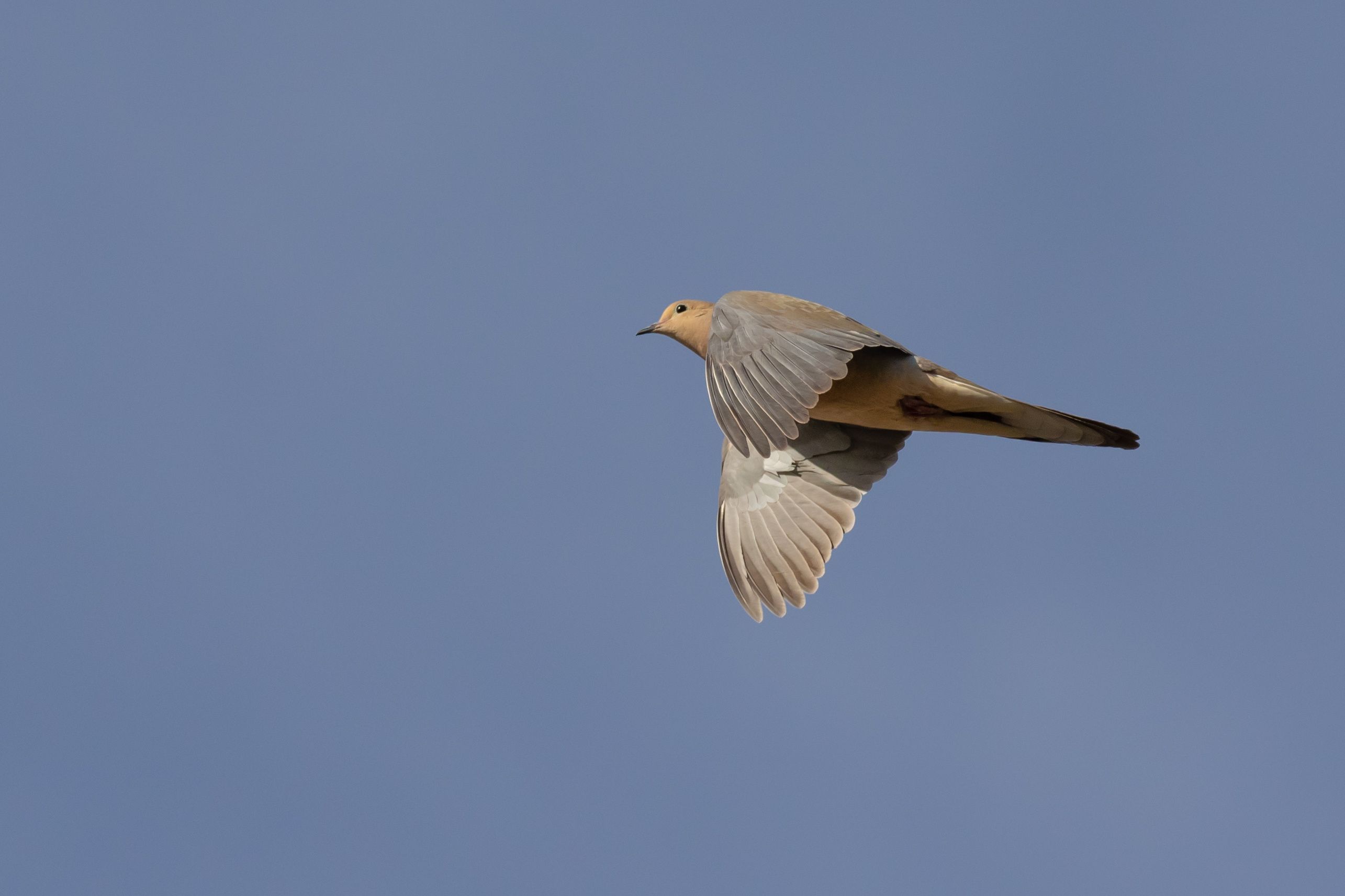 A dove flies across the sky, dove season in South Carolina concept.