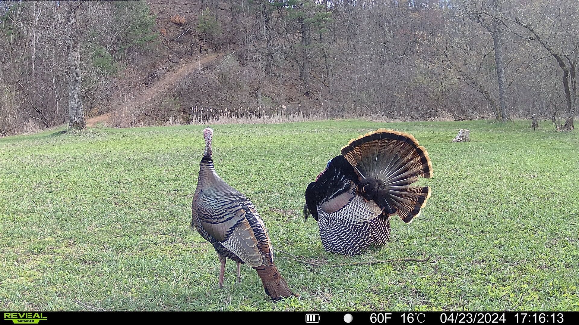 Two turkeys on trail cam image, best trail cameras concept.