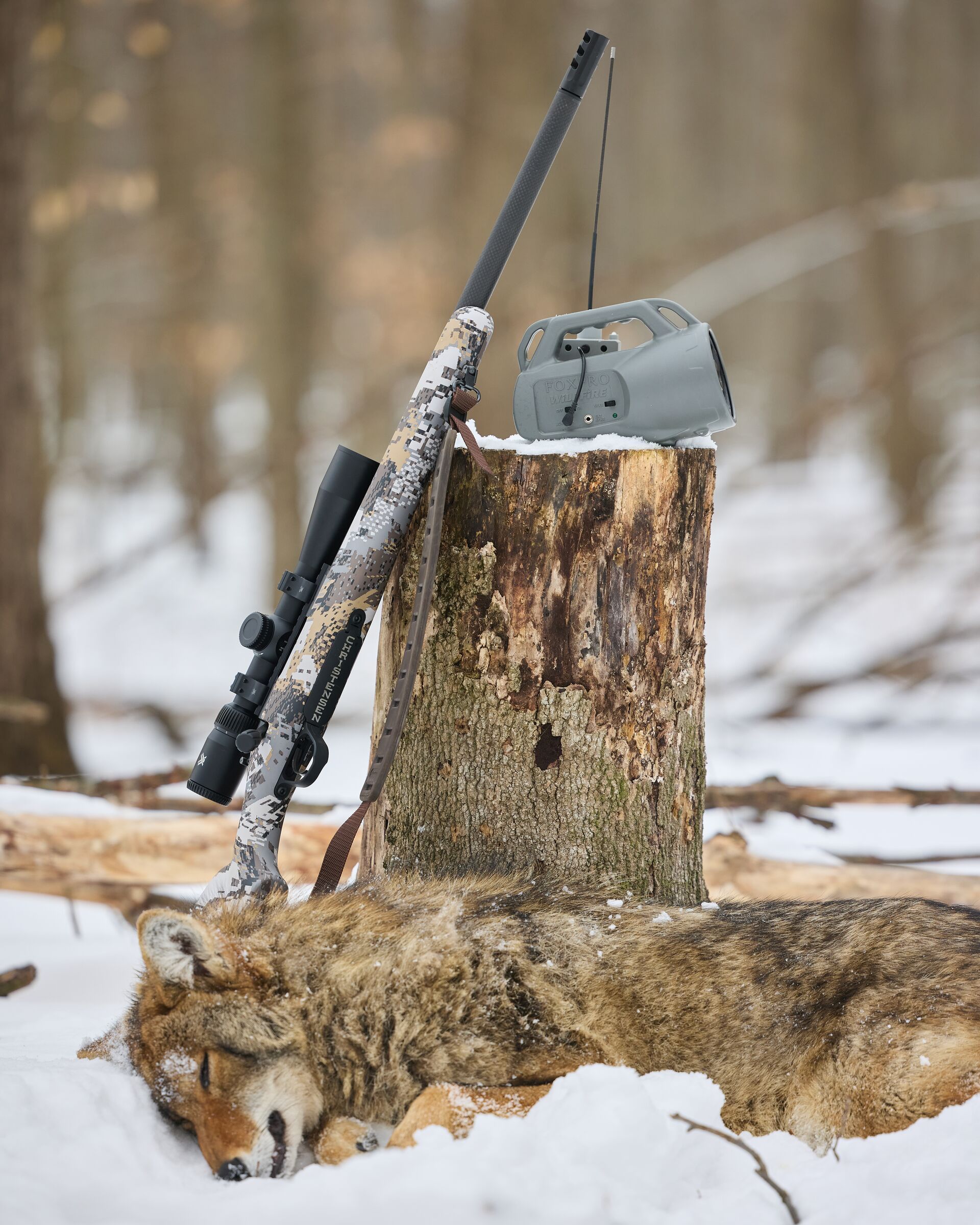 Coyote next to stump with rifle and call nearby, best times to hunt coyote concept.