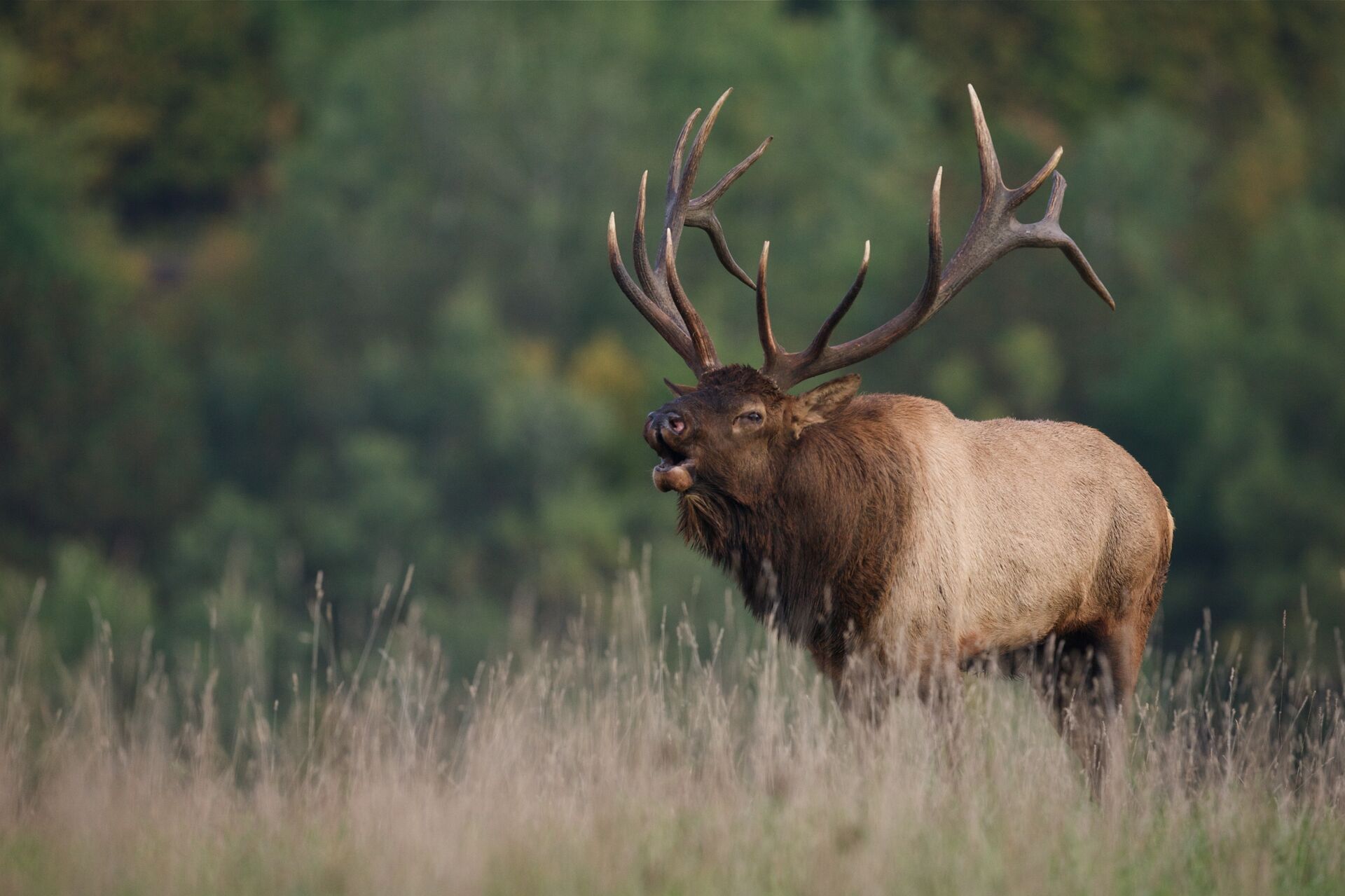 A large elk bugles while in a field, Oregon elk season concept.