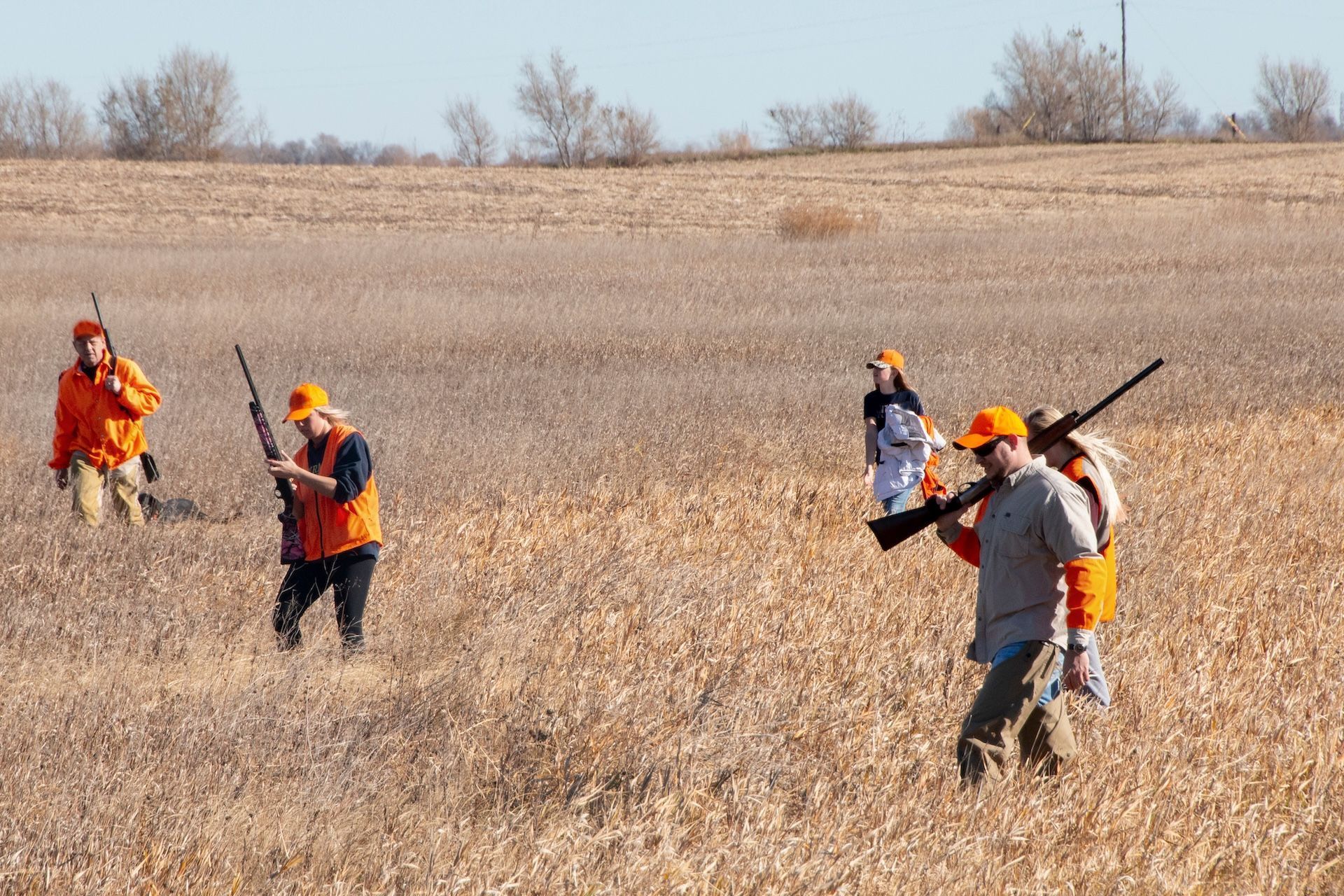 Hunters in a field flushing quail, quail hunting gear concept.