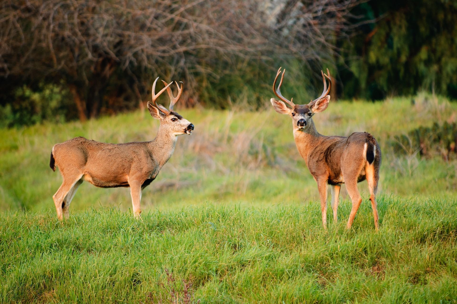 Two black-tailed deer bucks in the woods, best month to hunt blacktail deer concept.