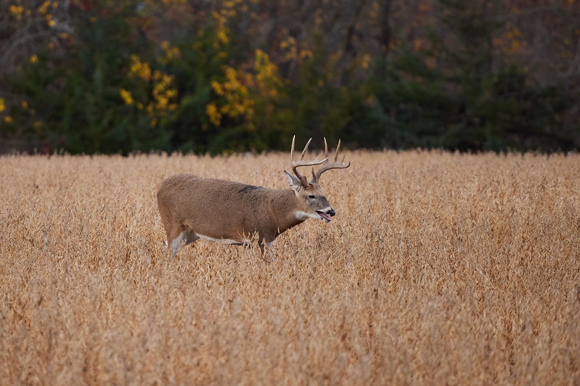 A buck deer grazes in a field, best states for deer hunting concept.