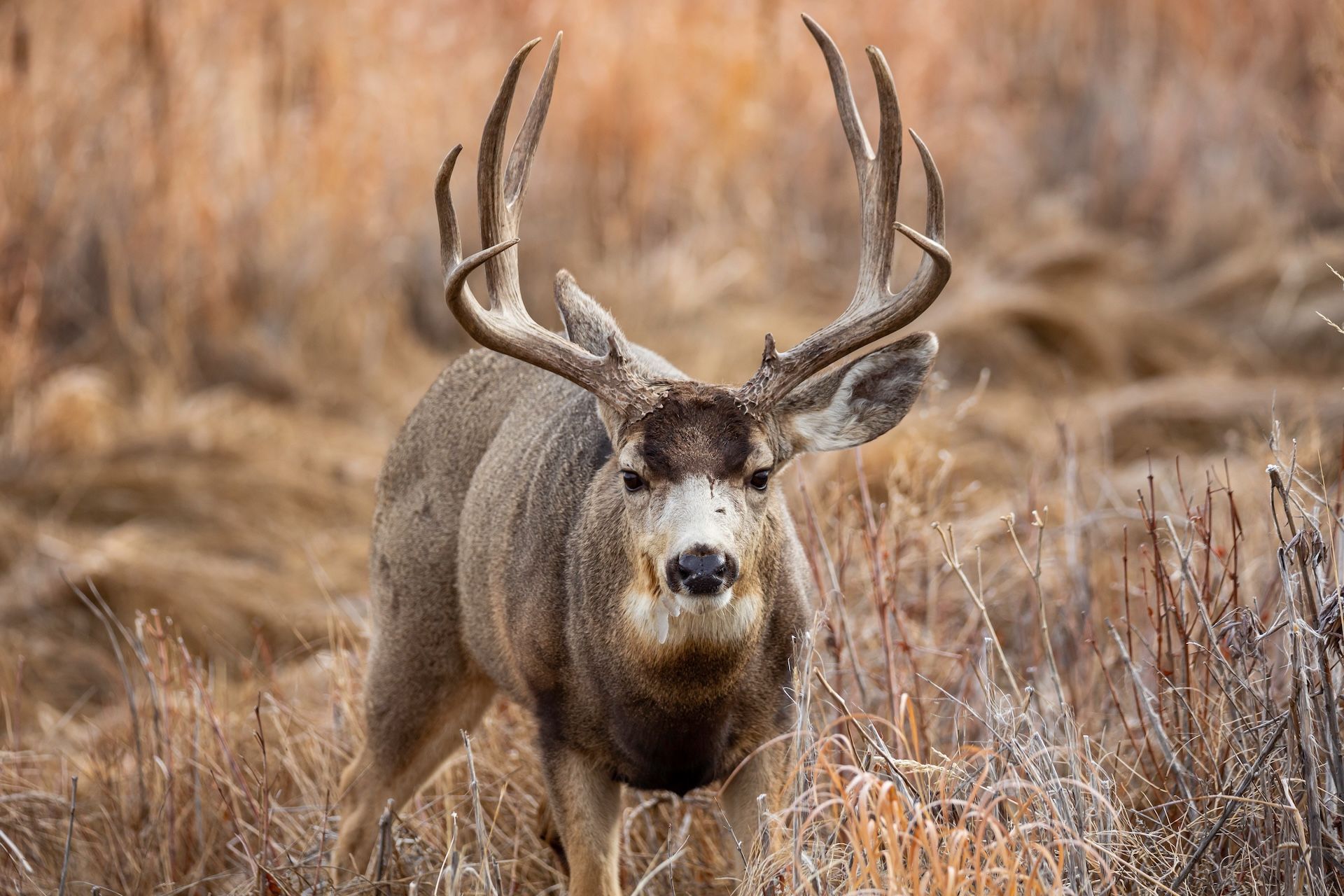 Buck mule deer staring directly ahead in a field, when is mule deer season concept.