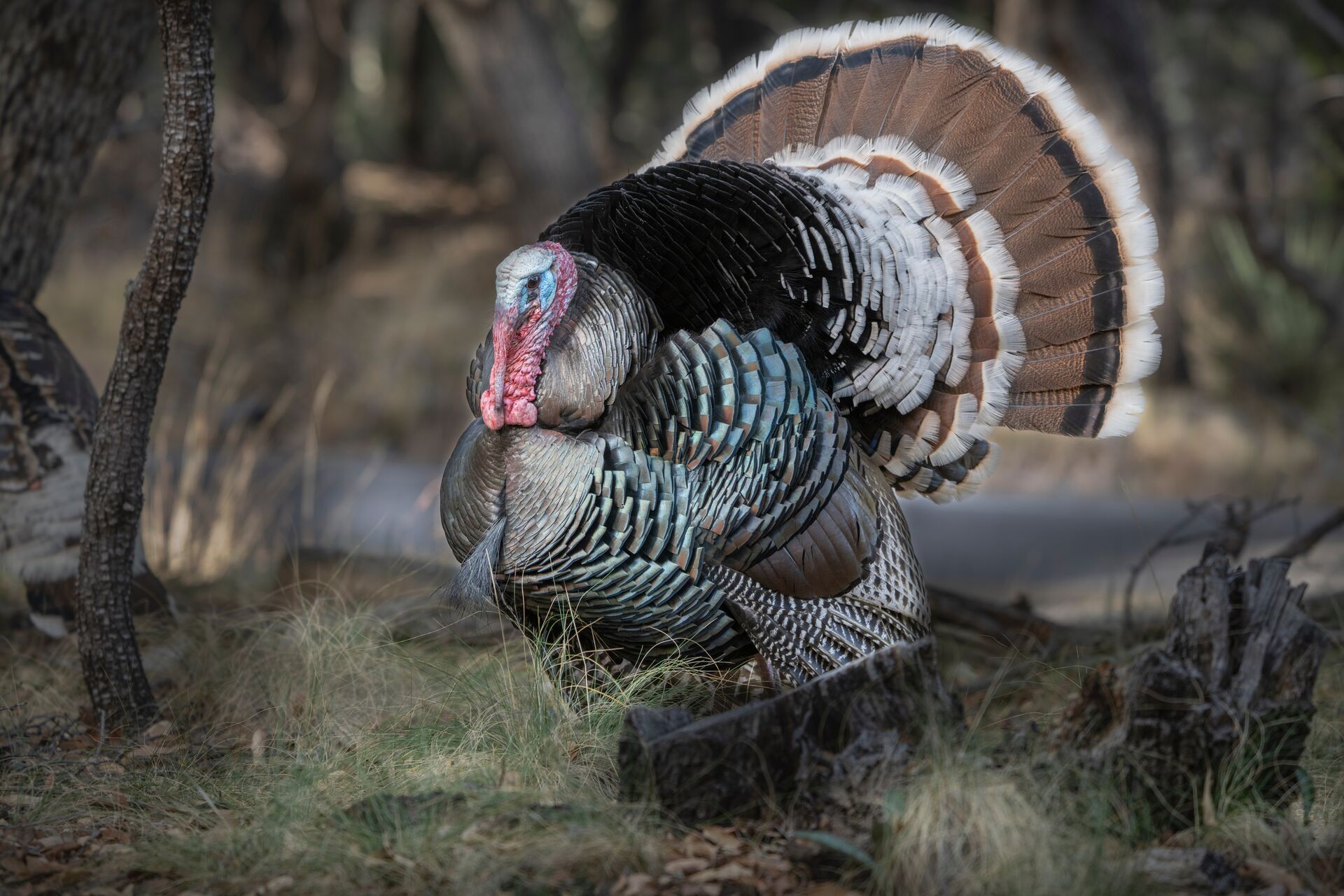 Close-up of a male Gould