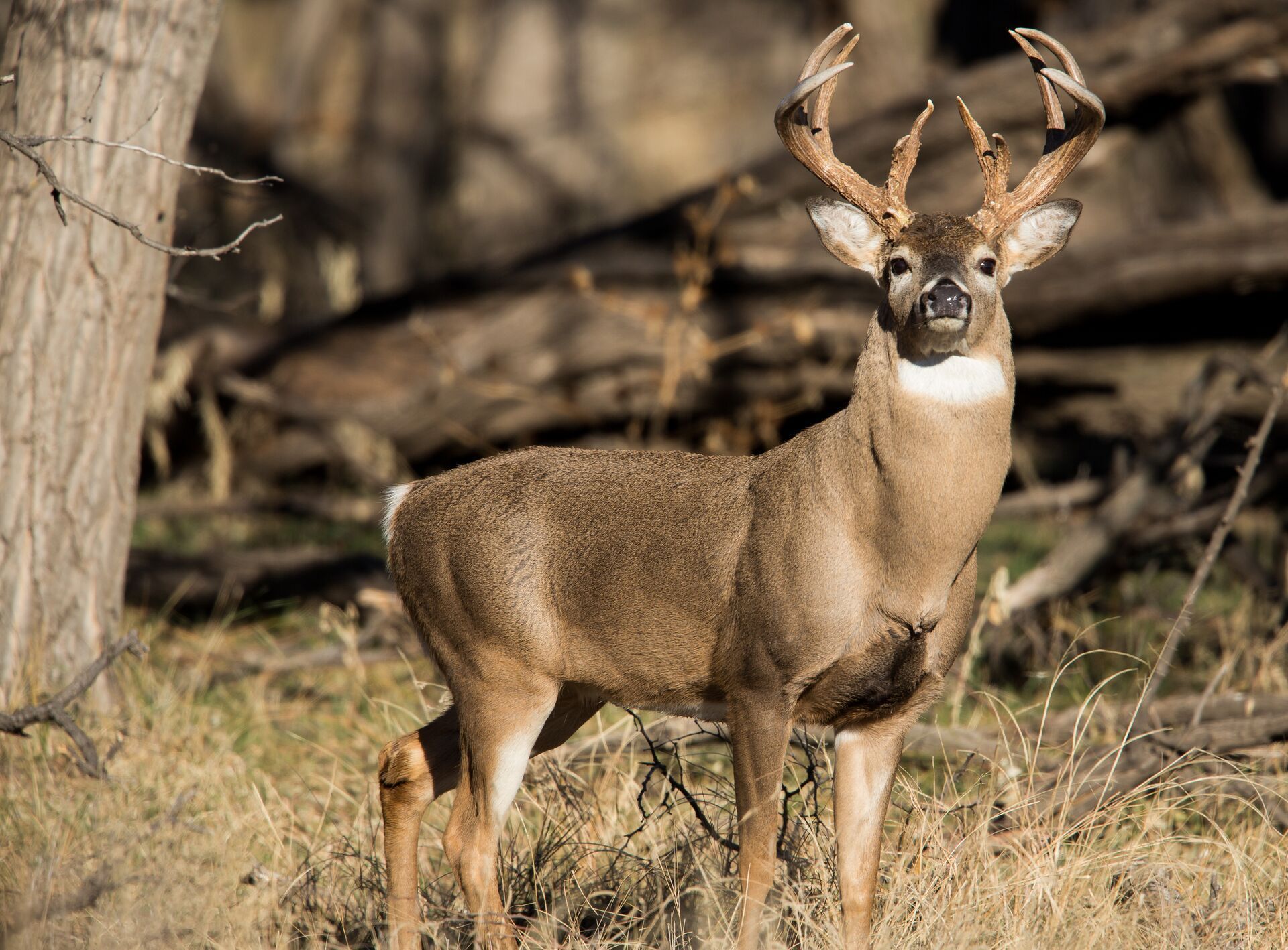 A whitetail buck in the woods, stalking whitetail concept.