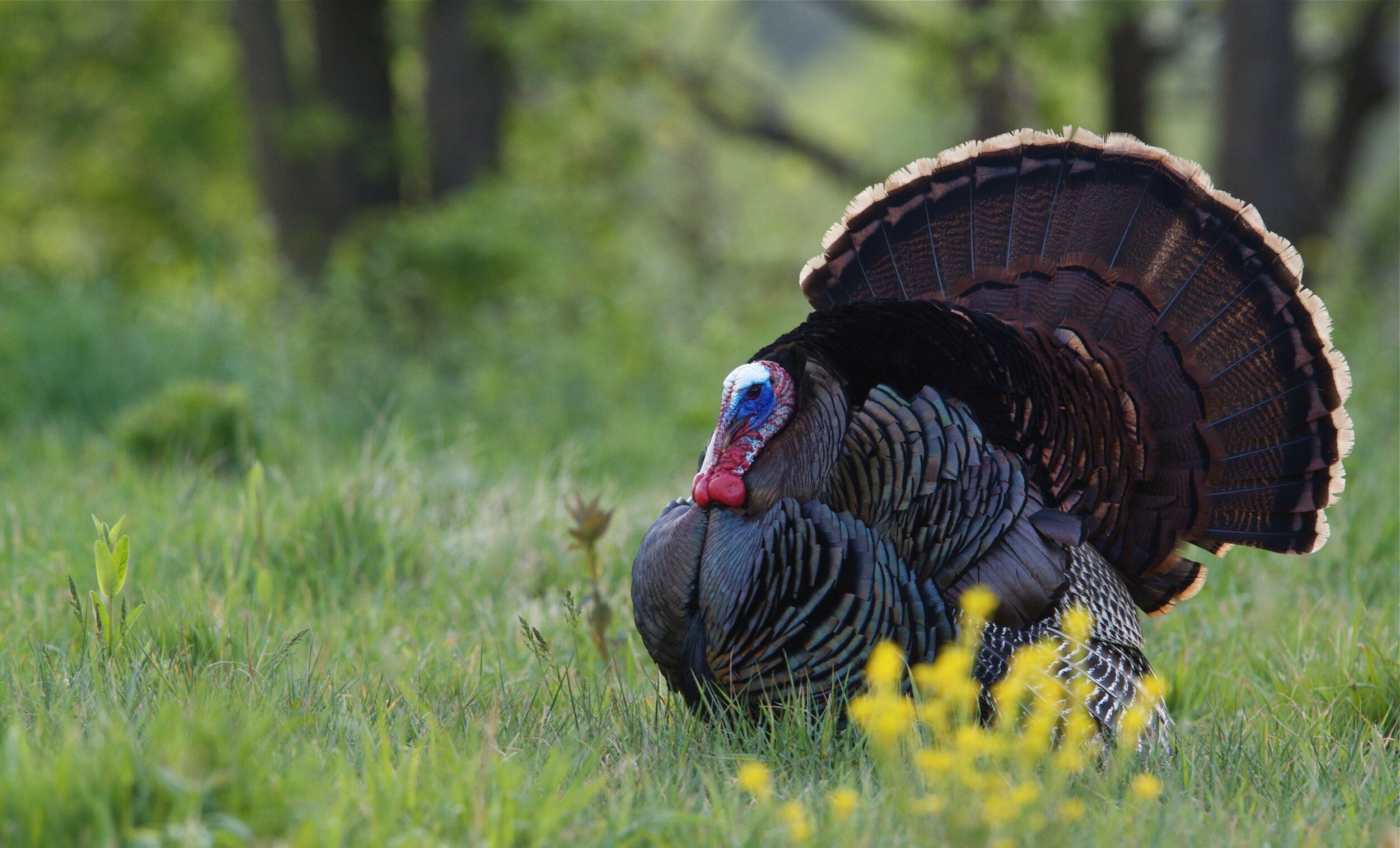 Close-up of an eastern turkey, Michigan turkey season concept.