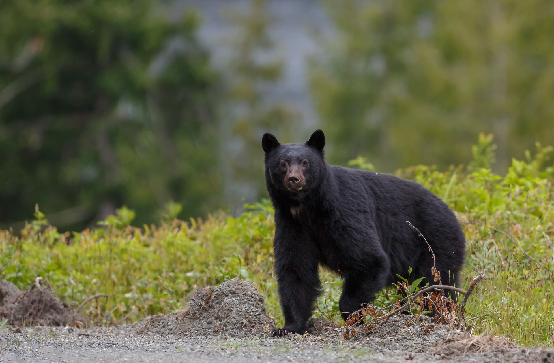 Close-up of a black bear in the wild, hunting Tennessee concept.