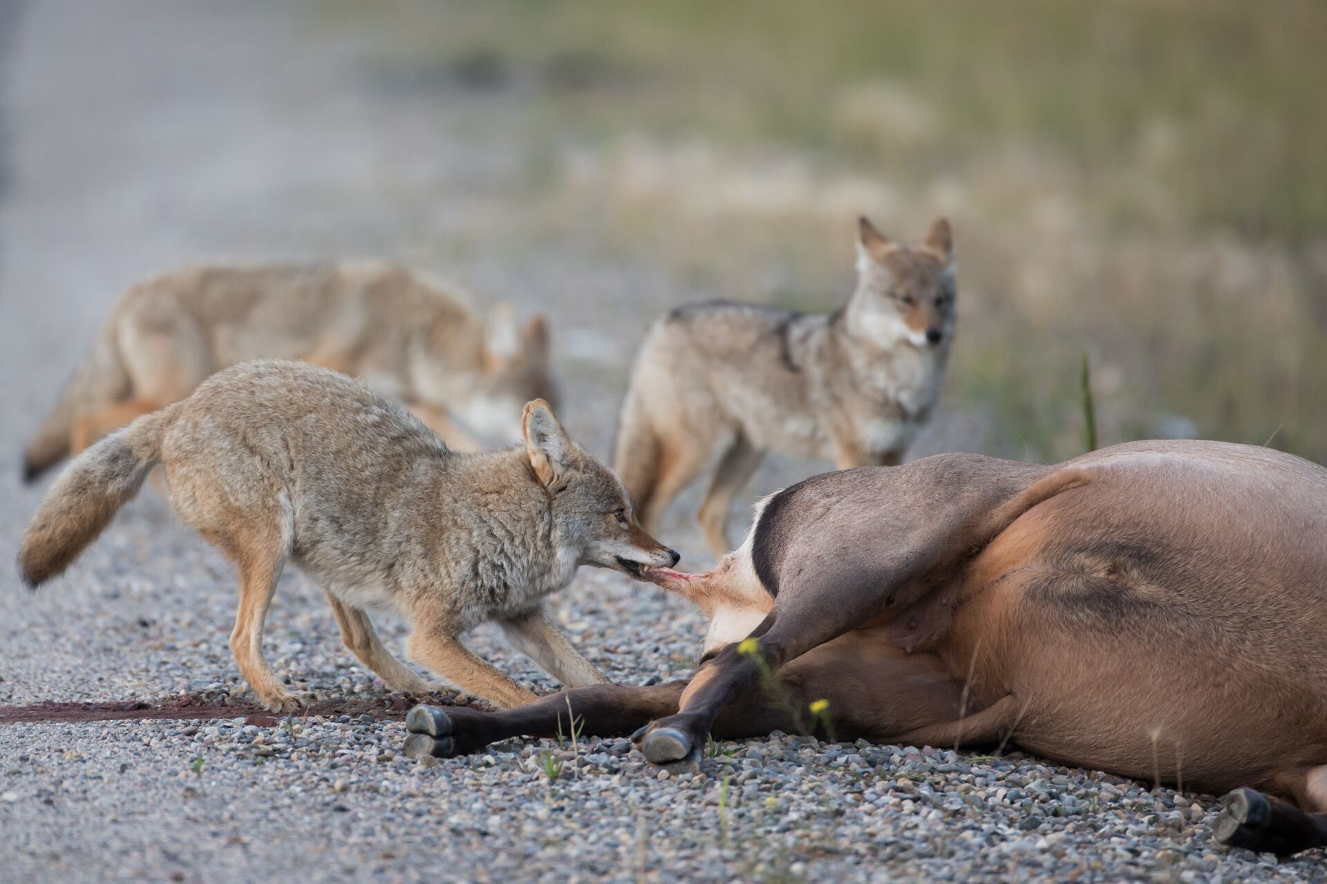 Several coyotes circle a dead animal on the side of a road.