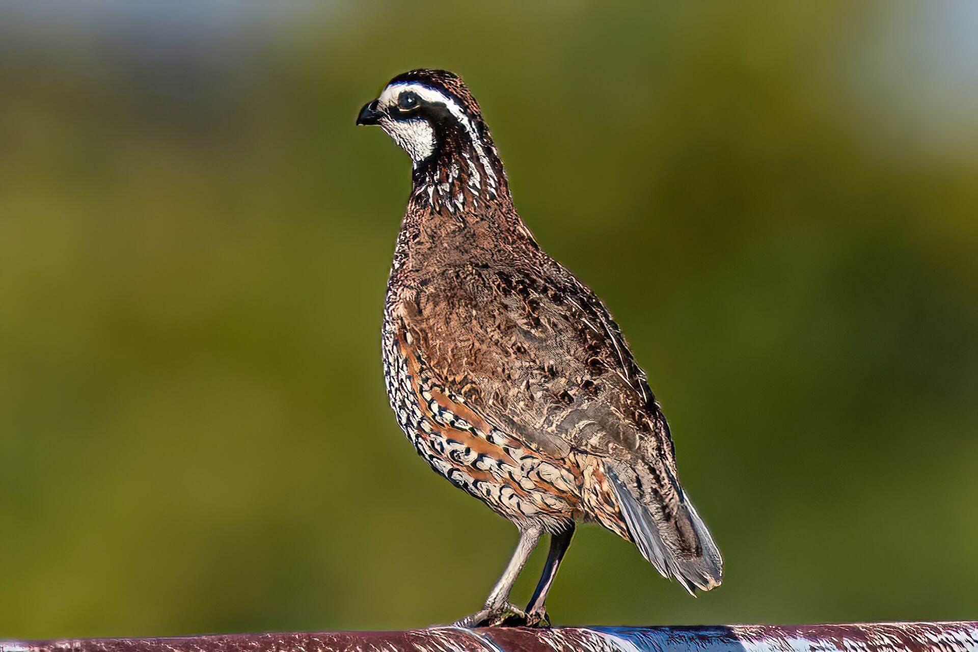 Quail stands on a railing, hunting quail birds concept.