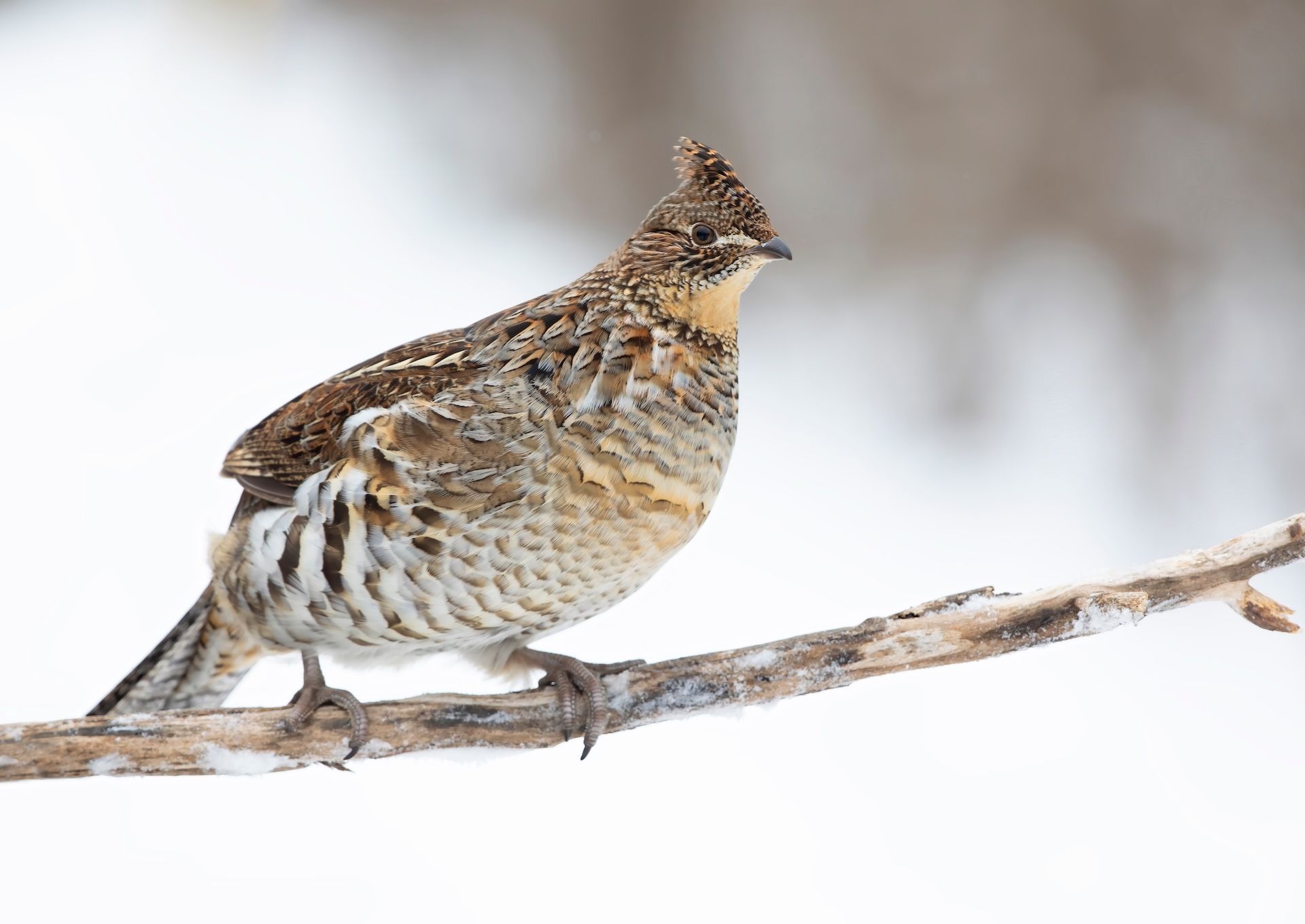 Grouse on a snowy branch, grouse hunting near me concept.
