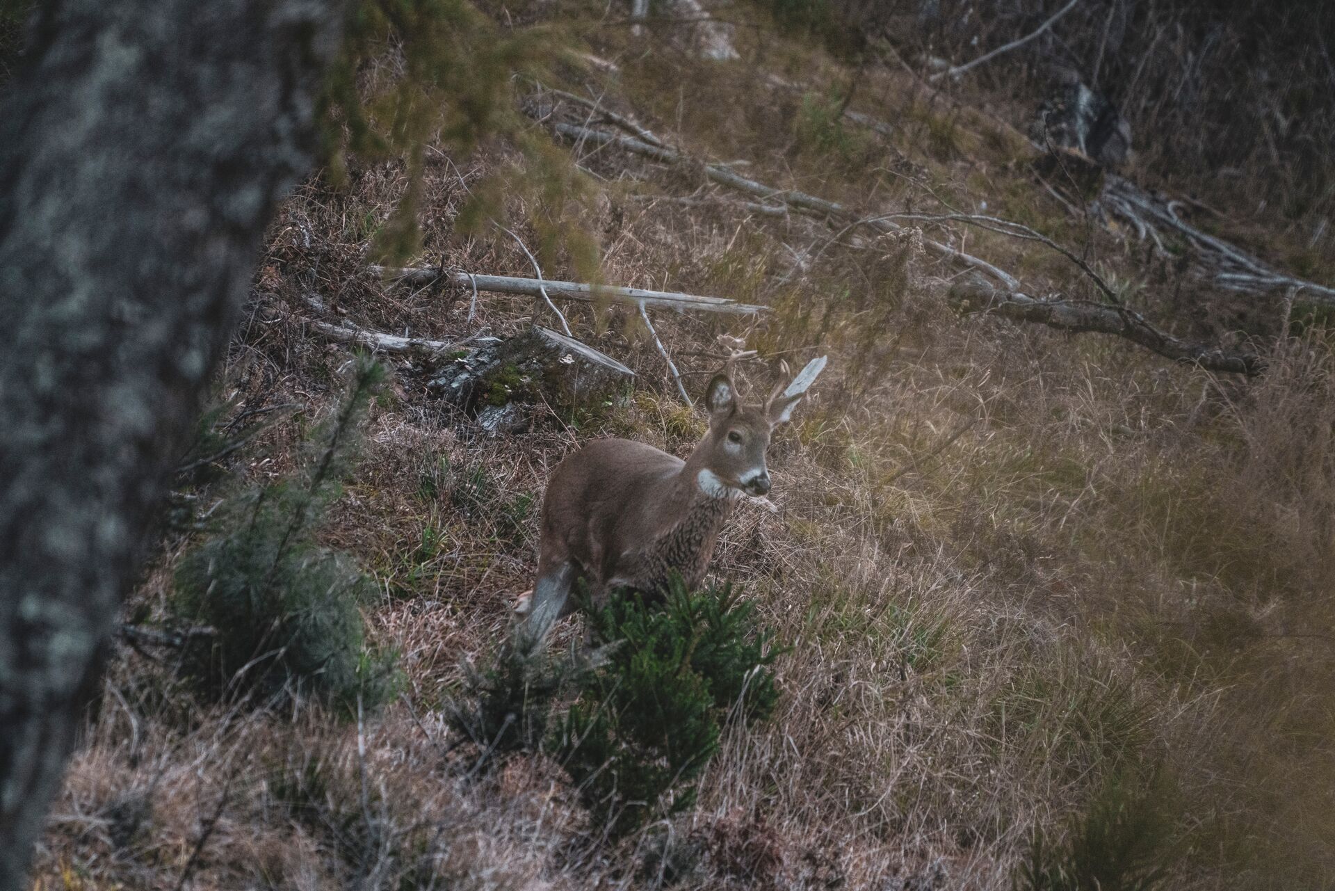 A buck with small antlers, when do antlers grow concept.