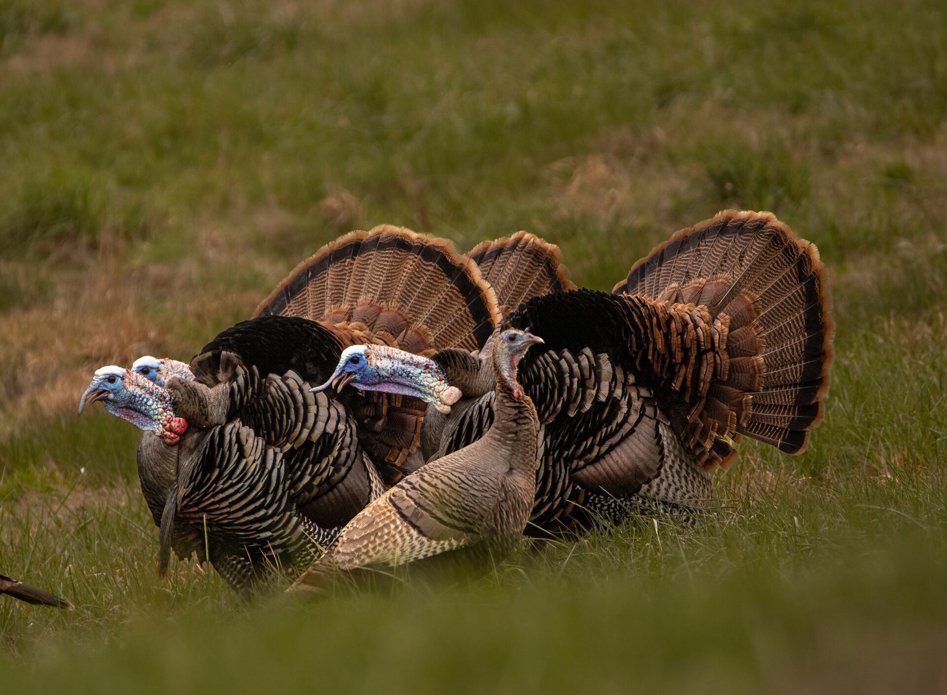 Several wild turkeys gathered in a field, hunting seasons in Maine concept.