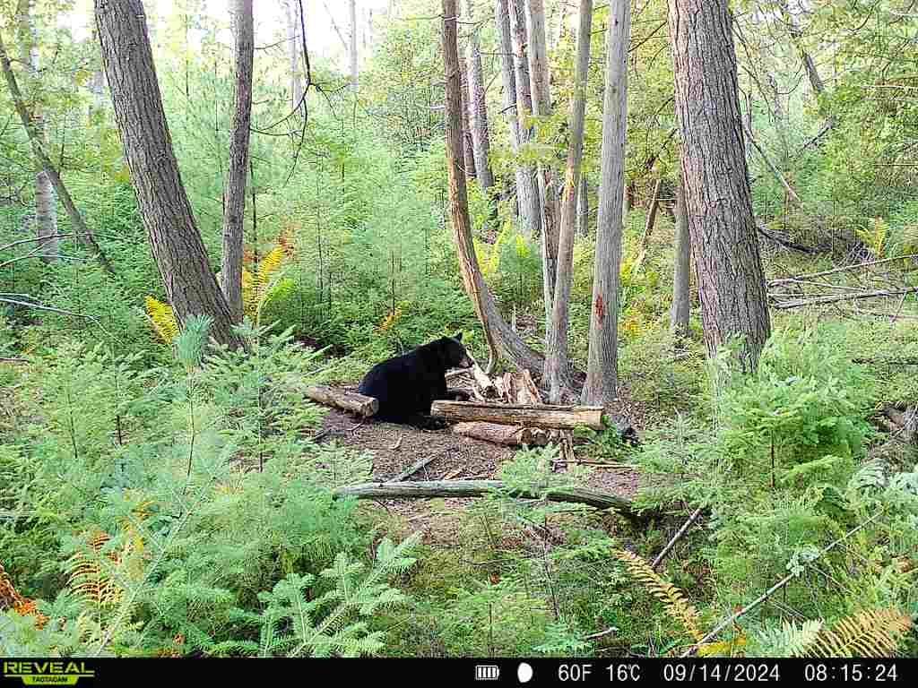 Trail cam photo of a black bear in the woods, spring hunting concept.