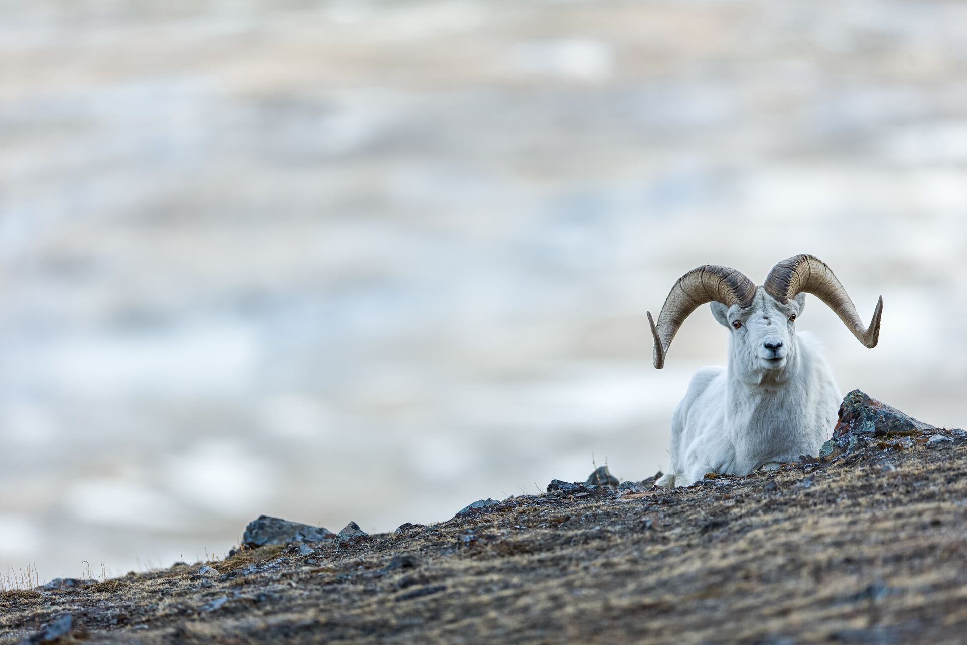 A stone sheep on a ridge, hunting sheep concept.
