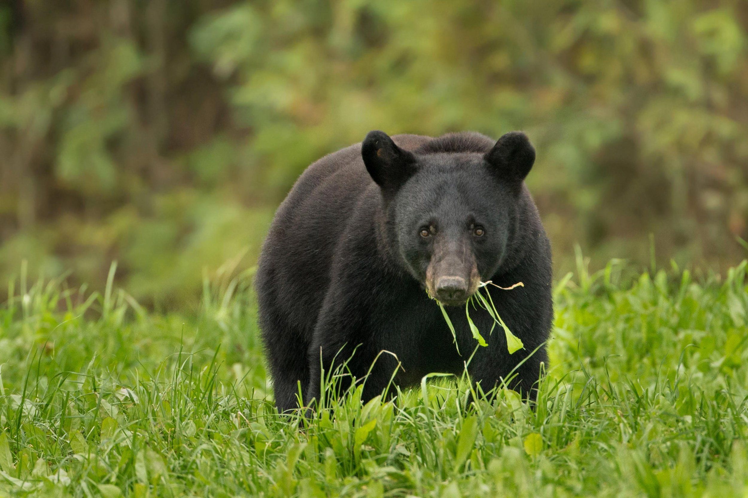 A bear eating grass in a field, New York hunting seasons concept.