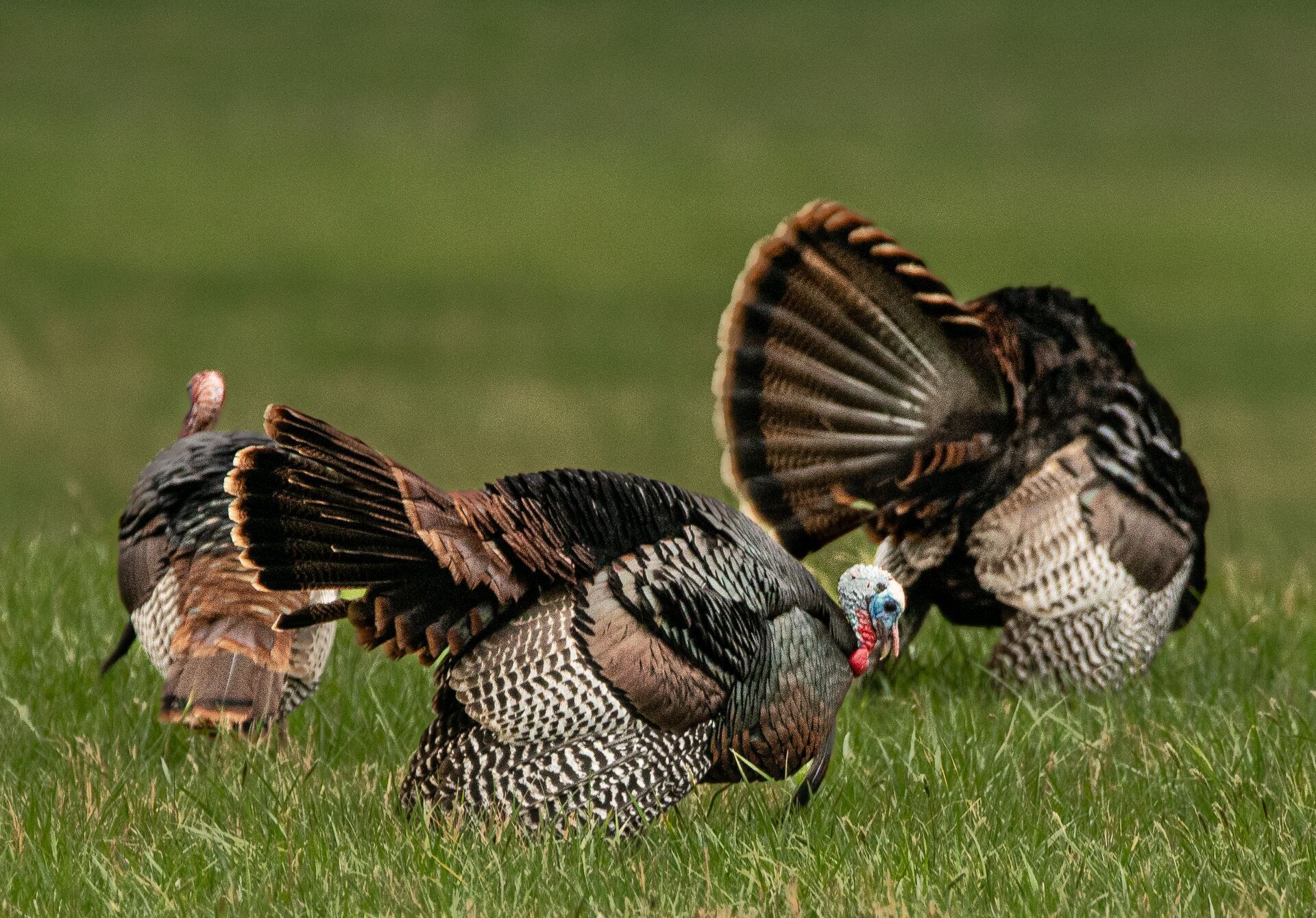 Three turkeys sit in a green field, spring hunting for turkeys concept.