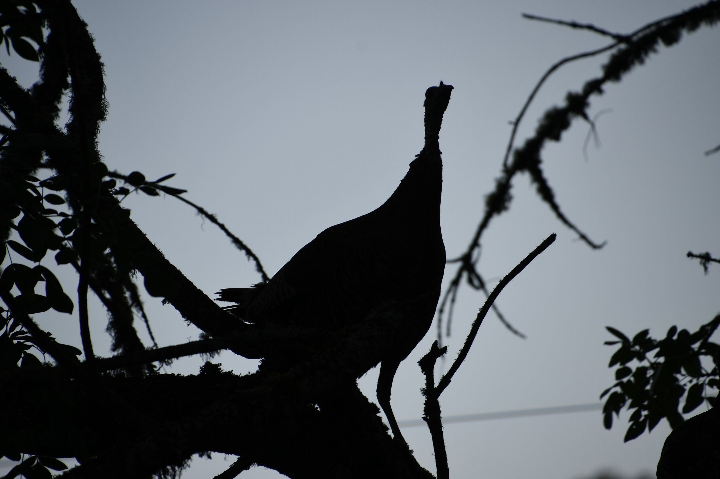 Turkey roosting in a tree at dusk, roosting turkeys concept.