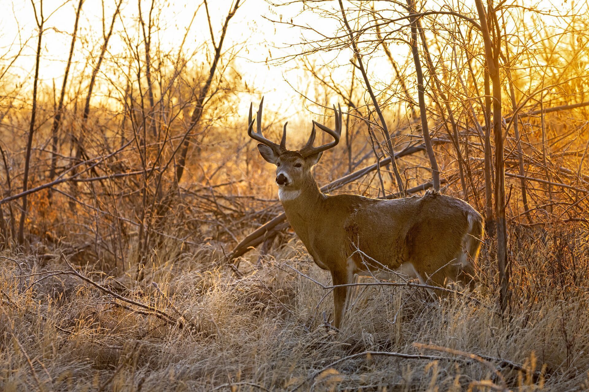 A whitetail deer buck in the tall brush.