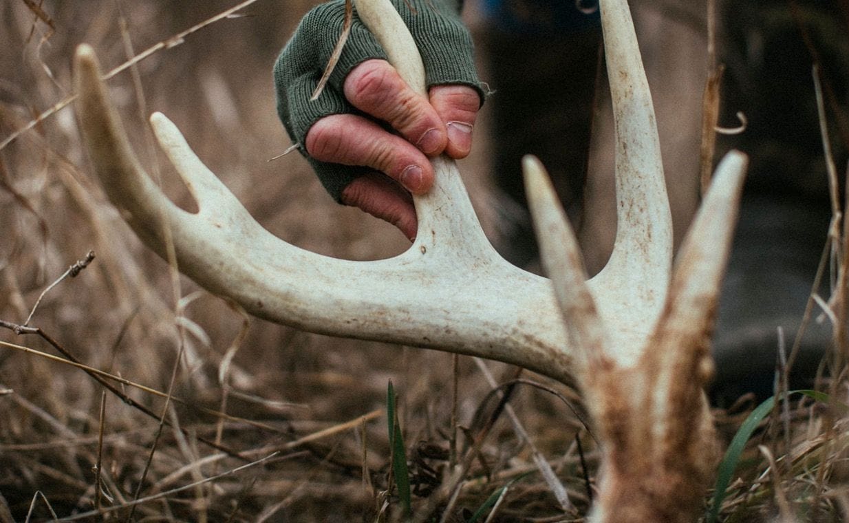 Close-up of someone holding shed antlers, how to find deer sheds concept.