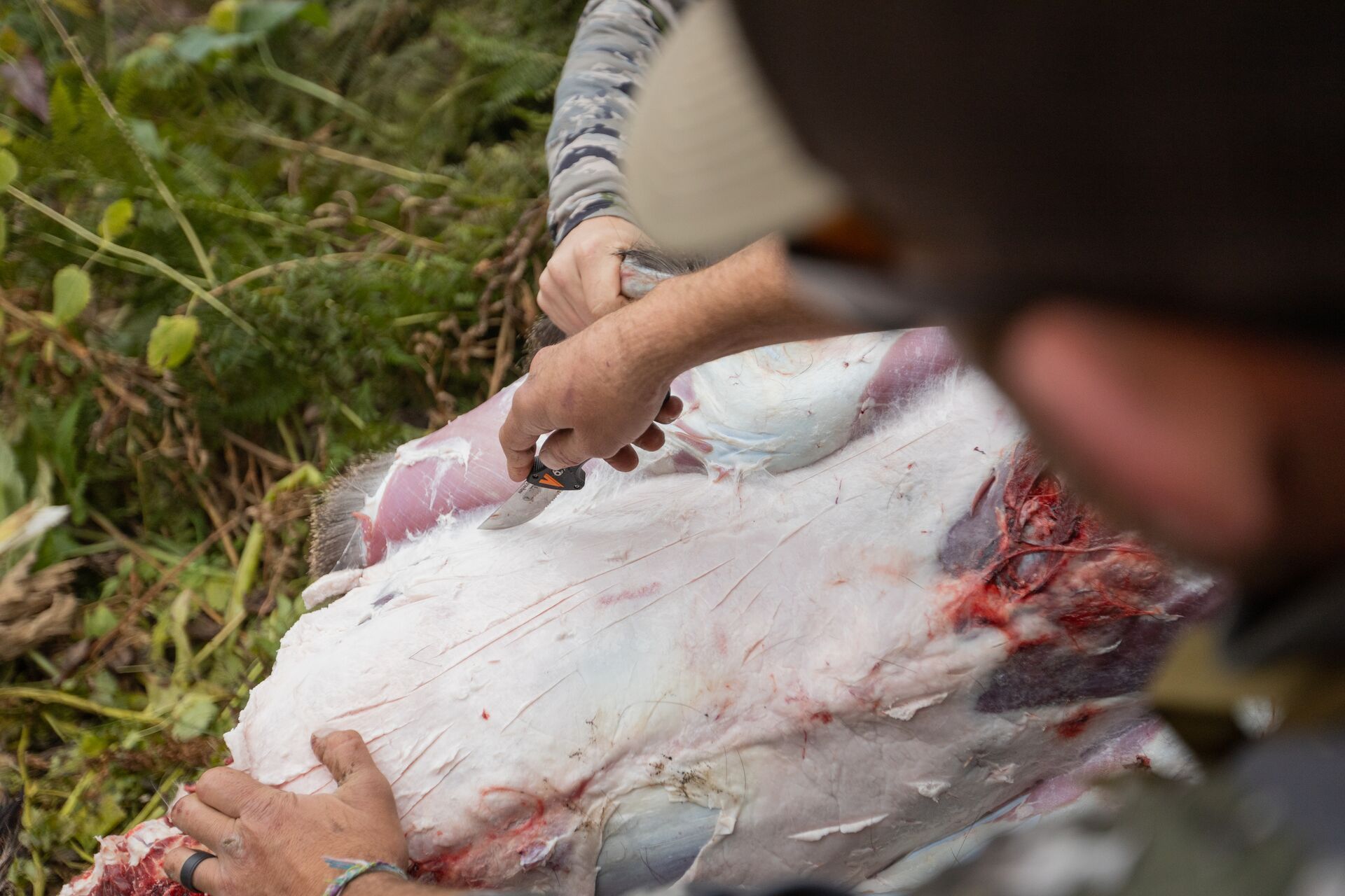 Close-up of hunter field dressing a deer, how to field dress a deer concept.