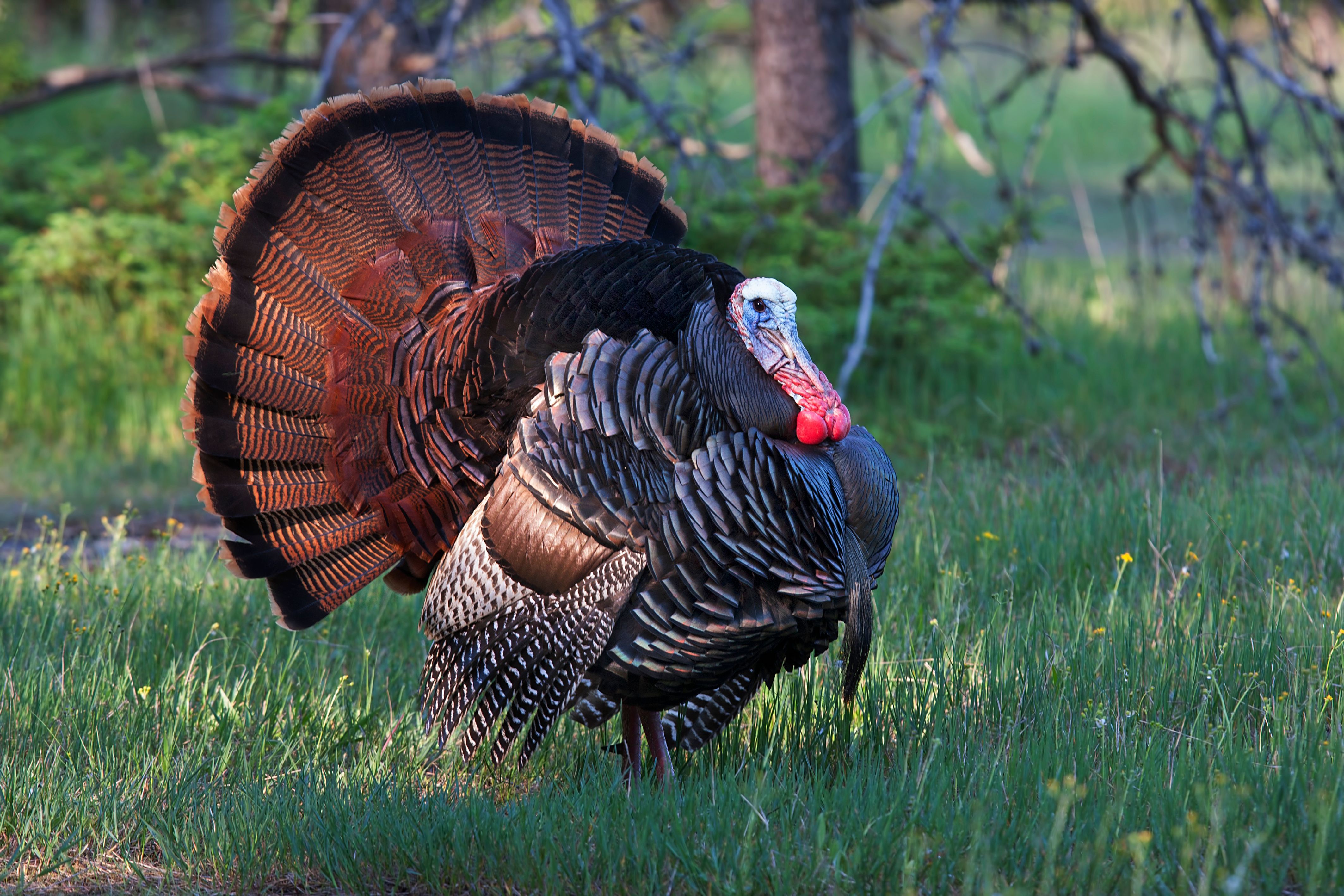 A turkey in the wild, turkey season AR concept.