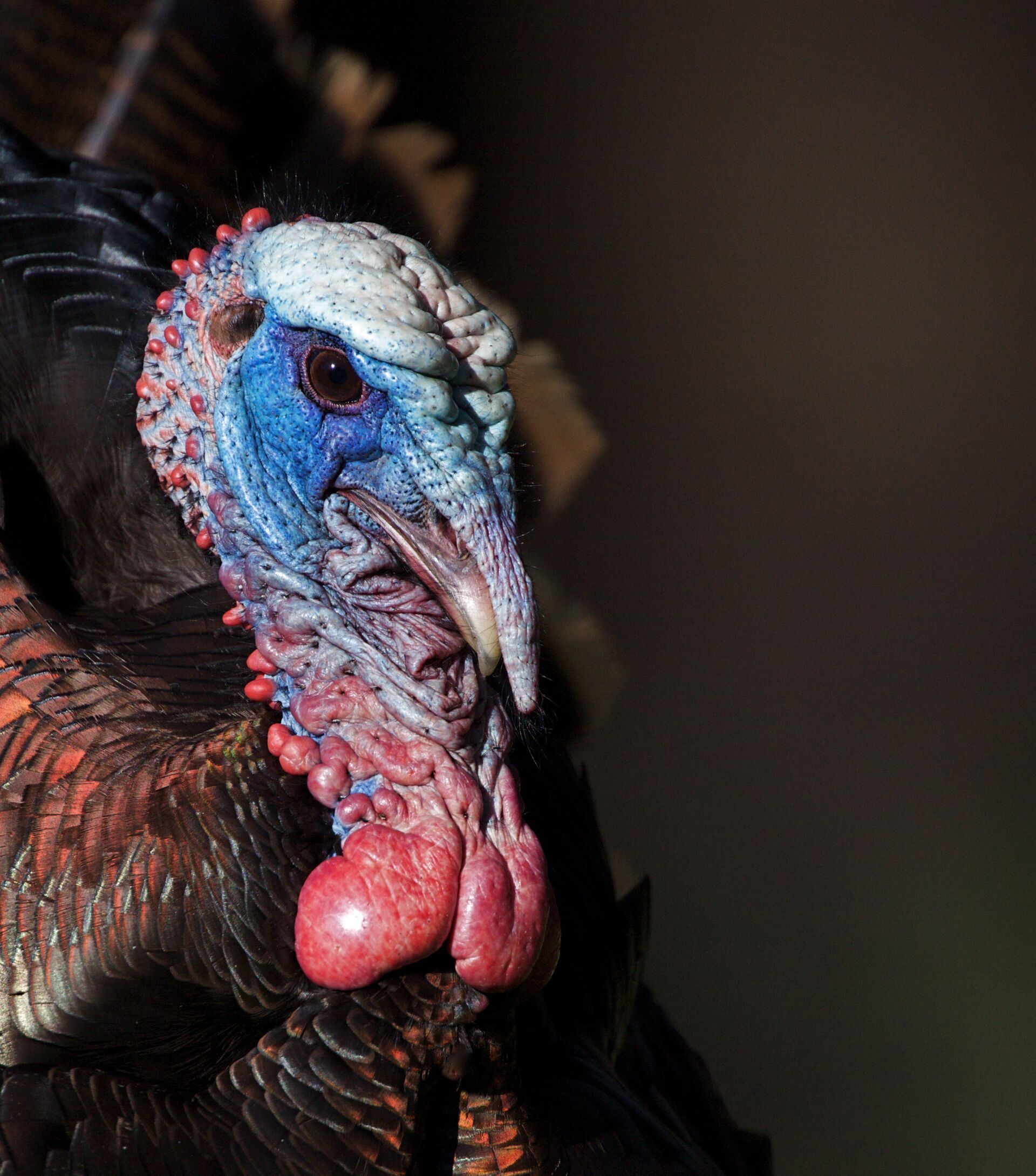 Close-up of a turkey