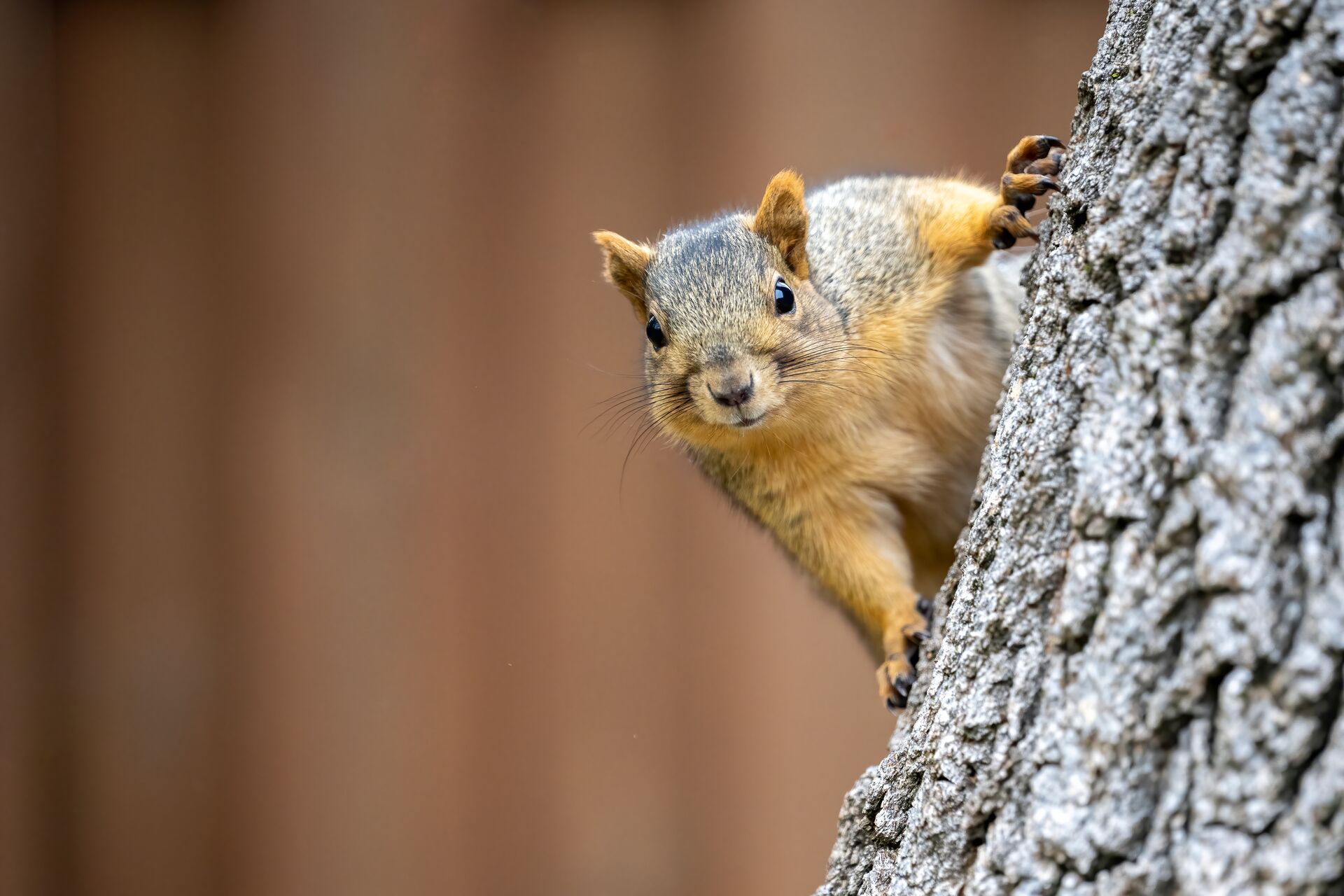Squirrel on the side of a tree, best squirrel recipes concept.