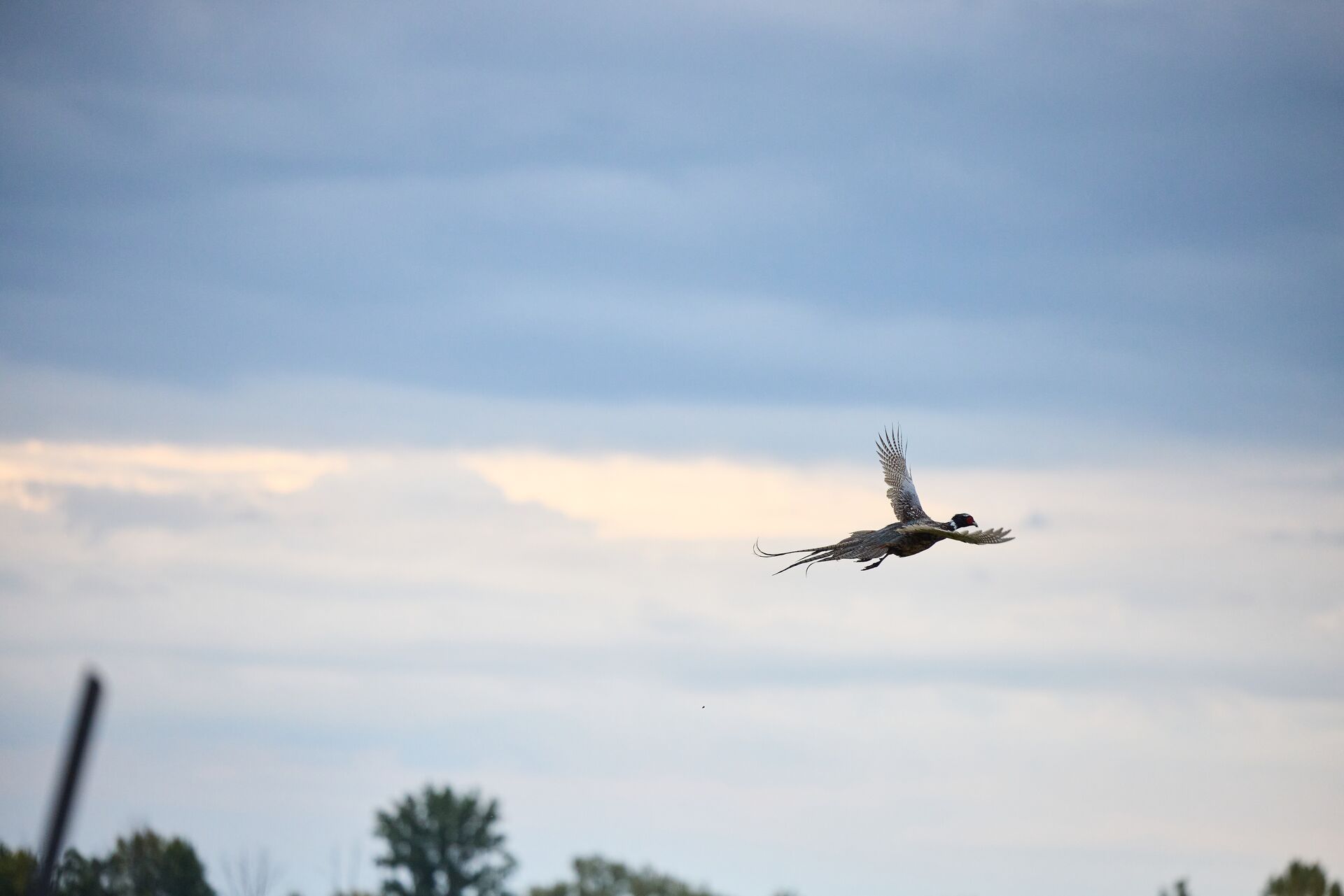A pheasant in flight, Ohio public land pheasant hunting concept.