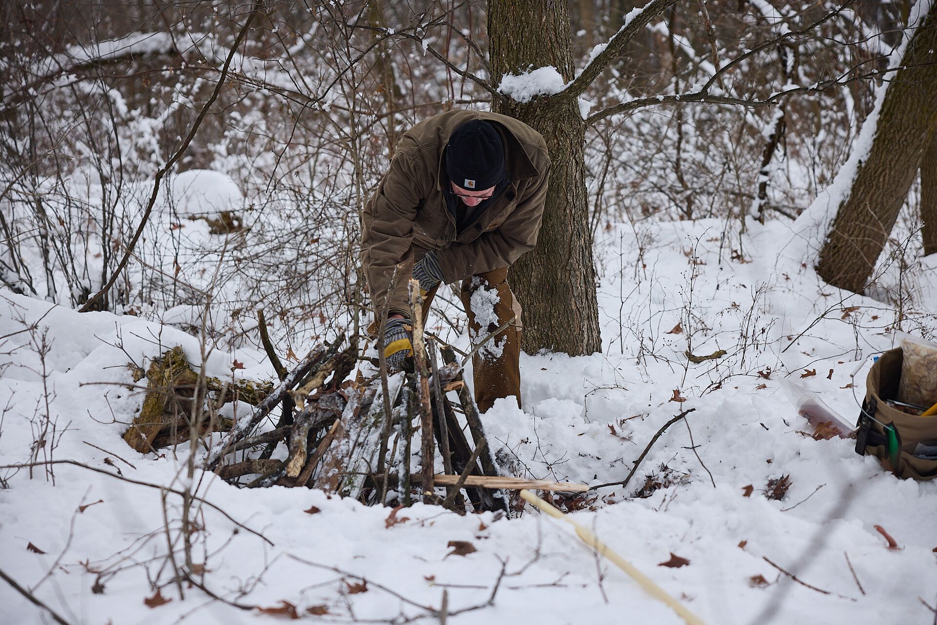 Hunter sets bobcat trap, hunting and trapping bobcat concept.