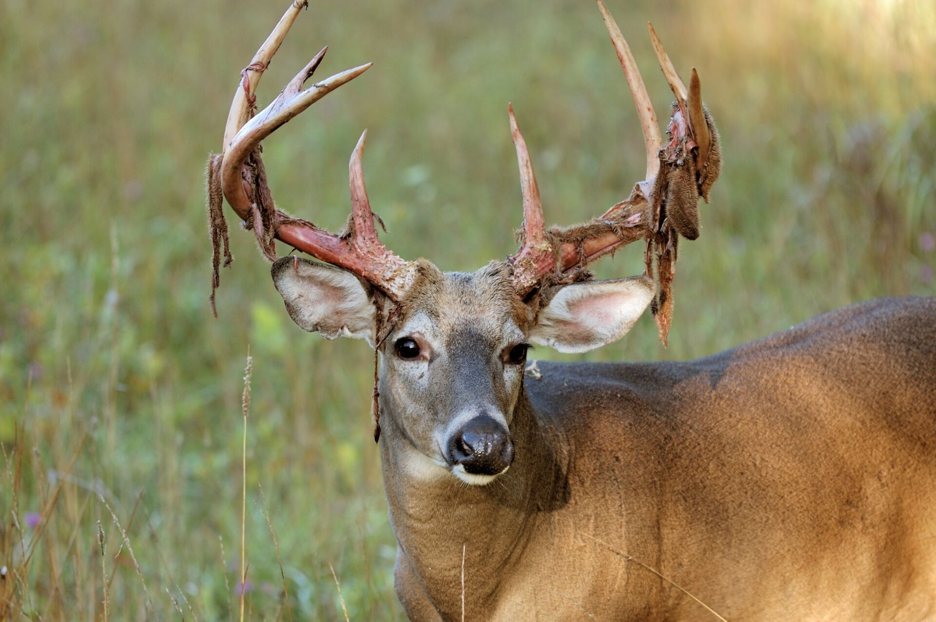 A deer shedding velvet from antlers, when do deer antlers grow concept.