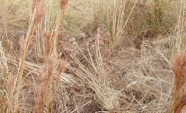 Uprooted soil, a sign of wild hogs in the area when hog hunting.