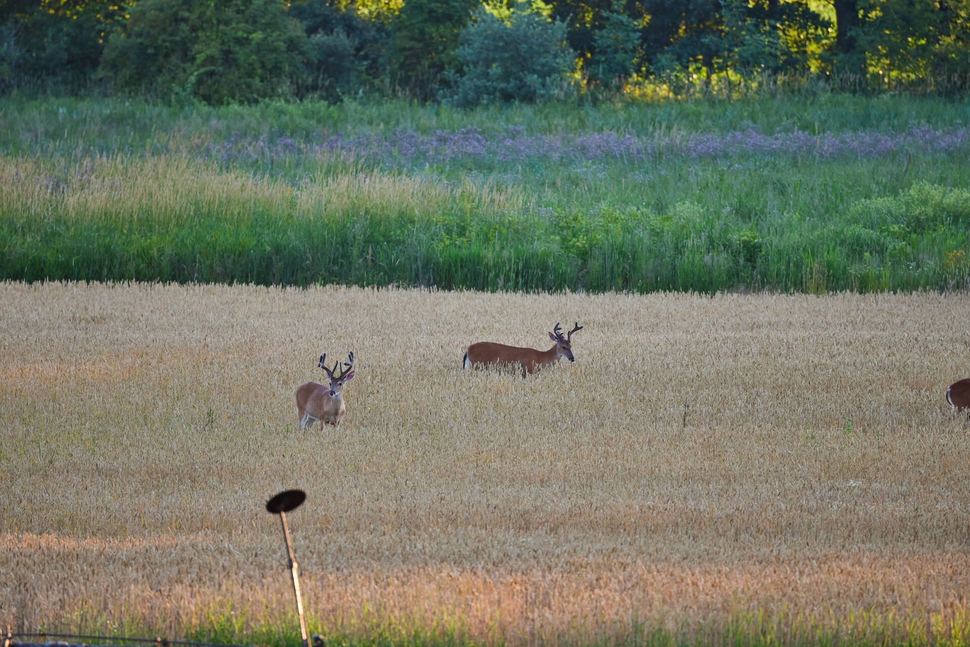 Two buck deer grazing in a field, what do deer eat concept.