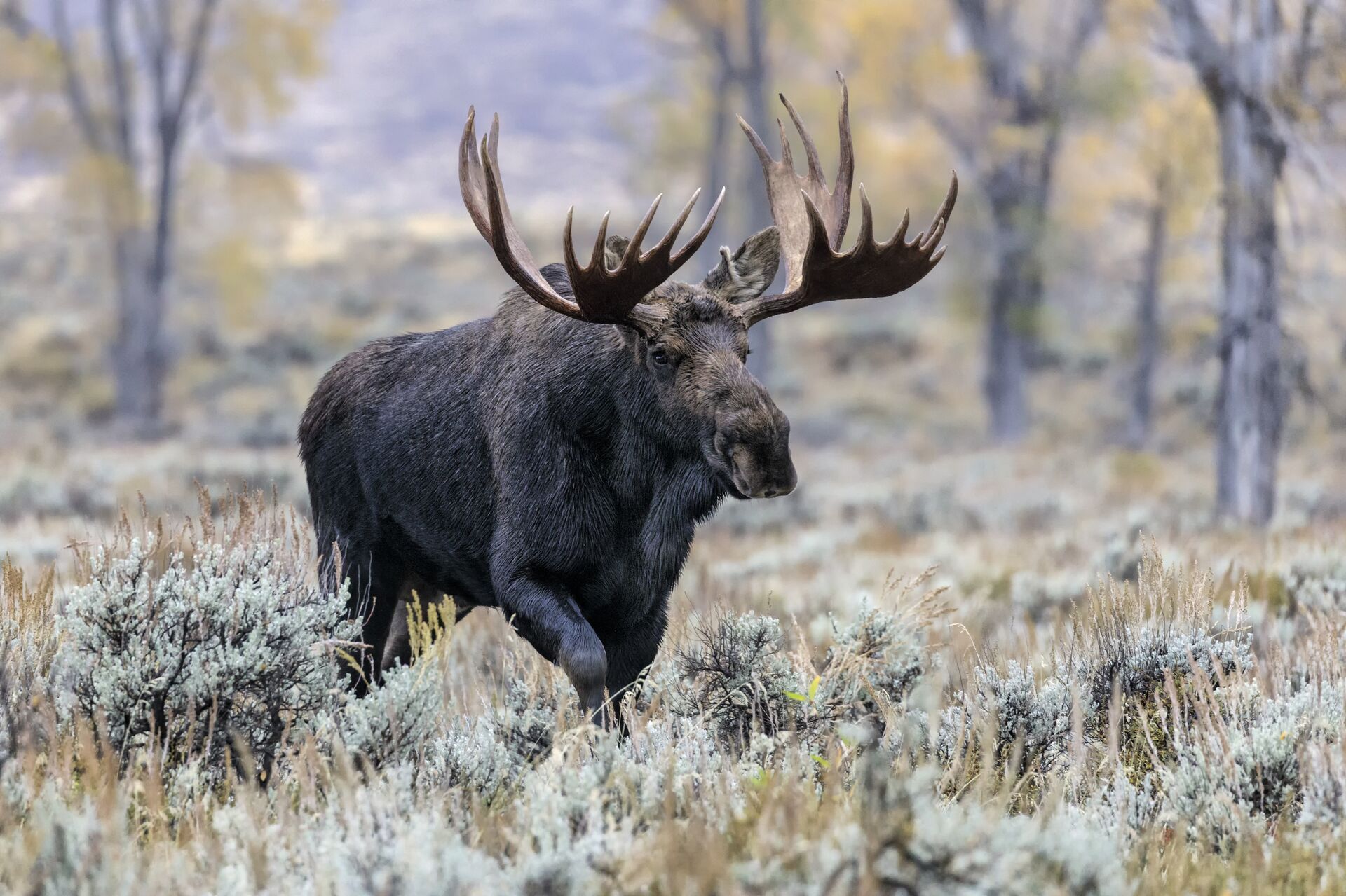 A moose walks through a field, hunt in Wyoming concept.