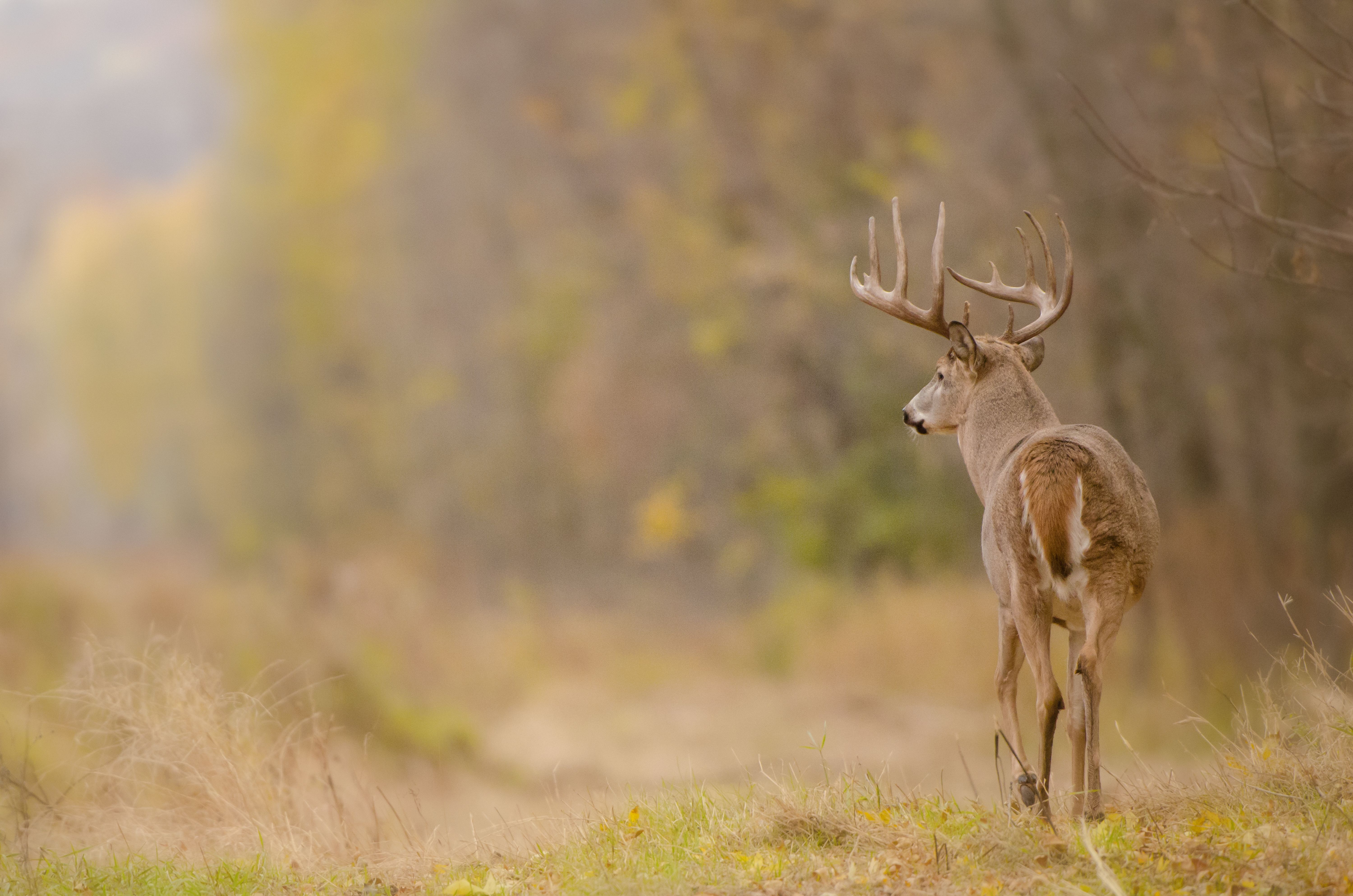 A whitetail buck walking along a dirt path near woods, favorite venison dishes after hunting concept.