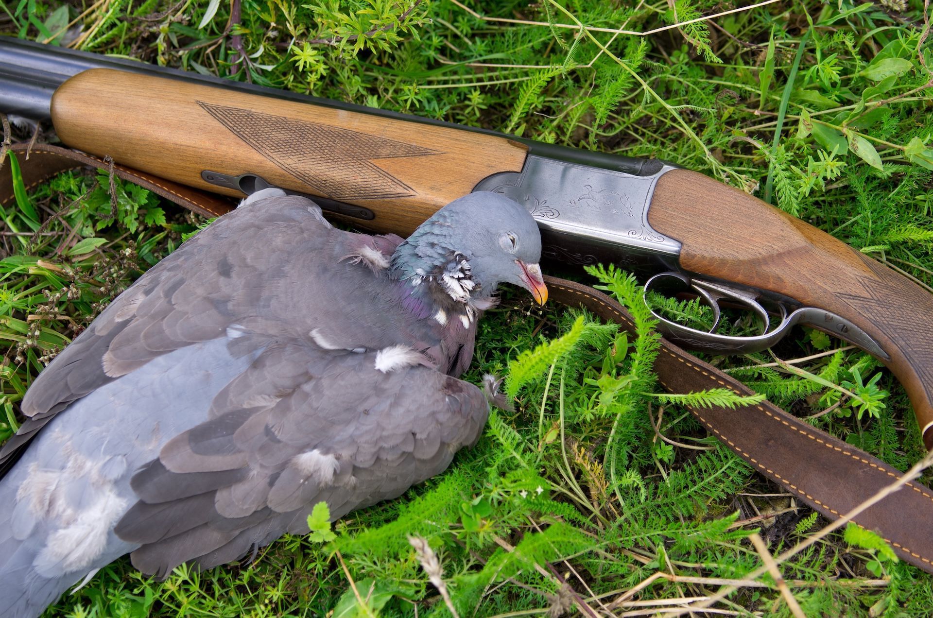 Shotgun on the ground next to downed dove, dove season 2025 concept.
