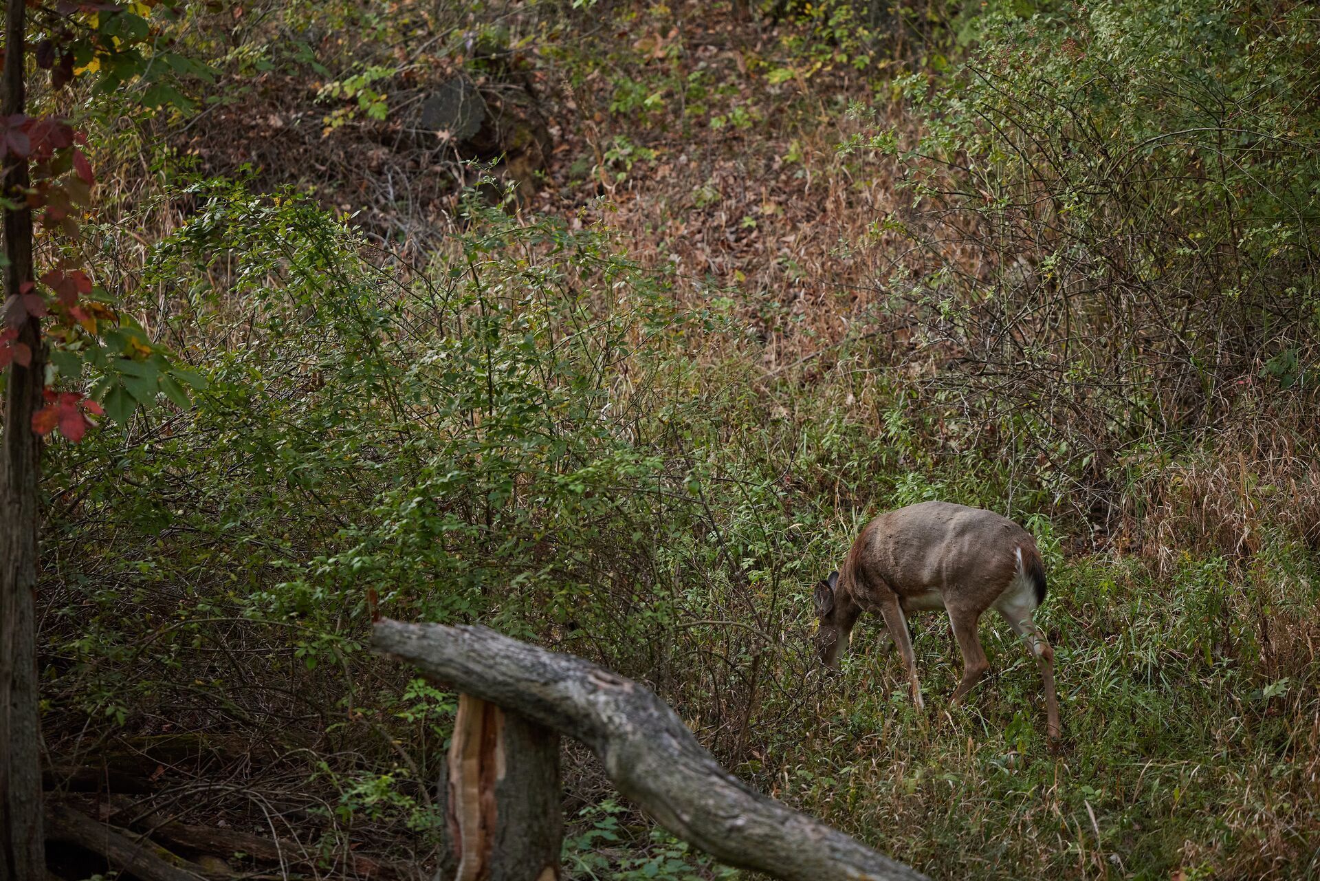 A whitetail deer in the brush, using a hunting app to scout concept.