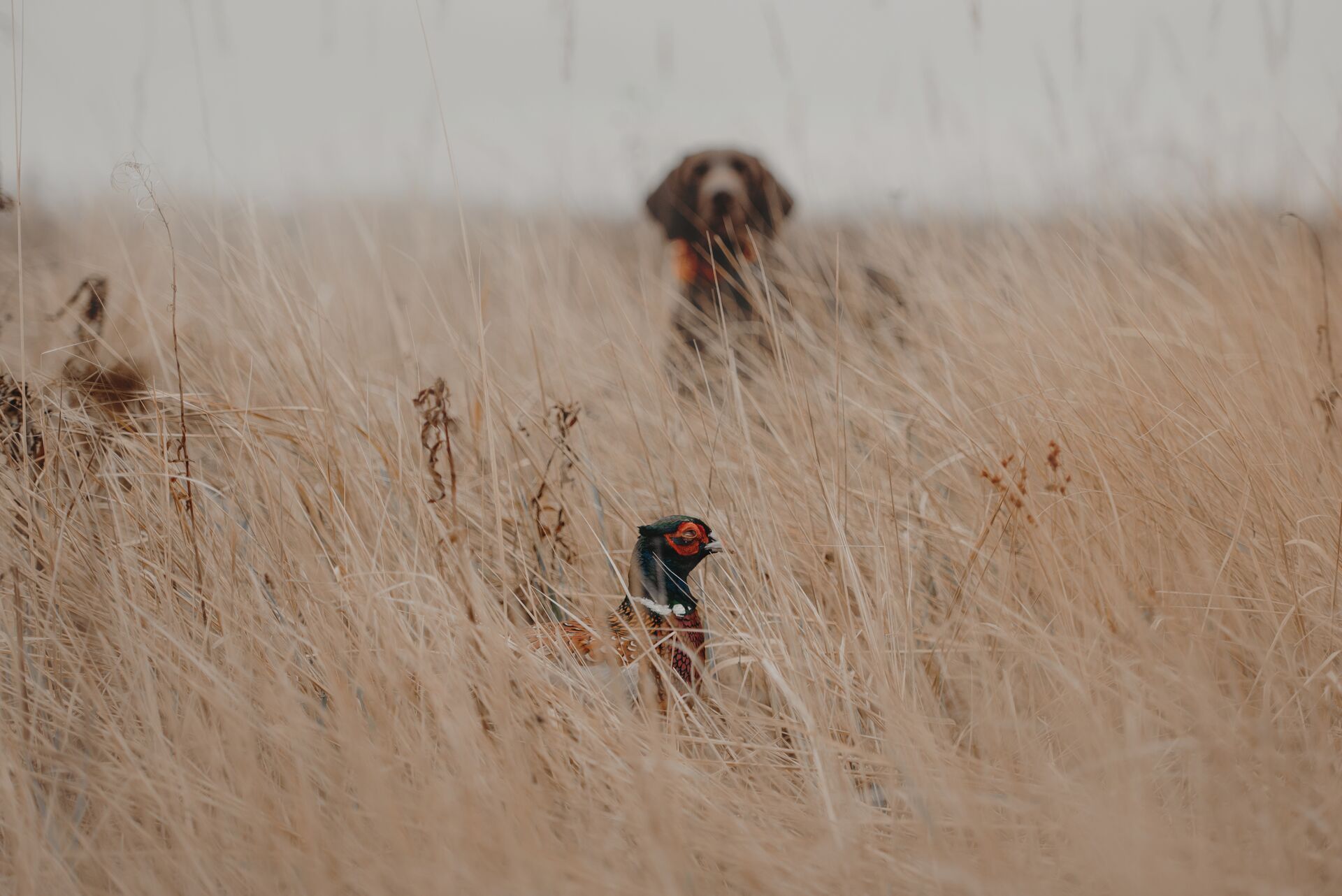 A pheasant in the brush with a dog blurred in the background, pheasant season in Kansas concept.