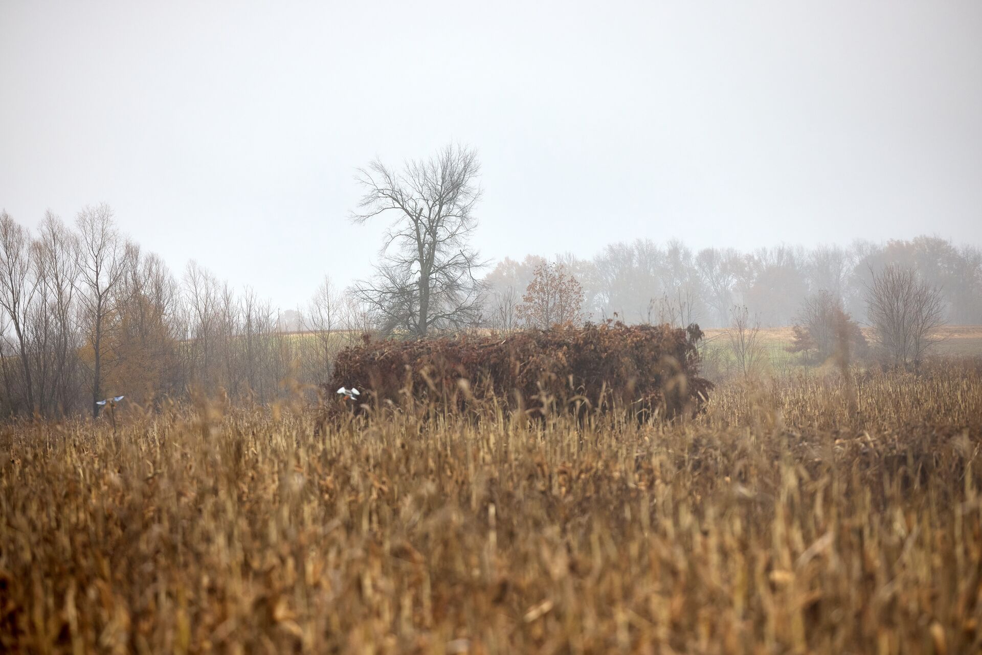 A duck blind brushed in, duck hunting tips concept.