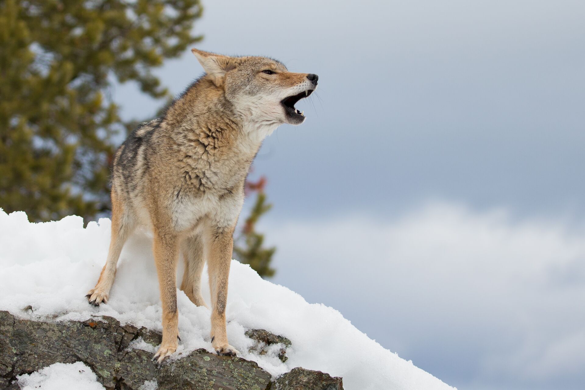 A coyote howls while on a rock in the snow, coyote hunting concept.