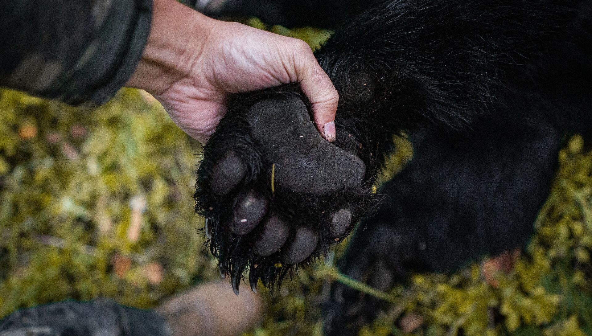 Close-up of hunter holding bear paw after hunt.