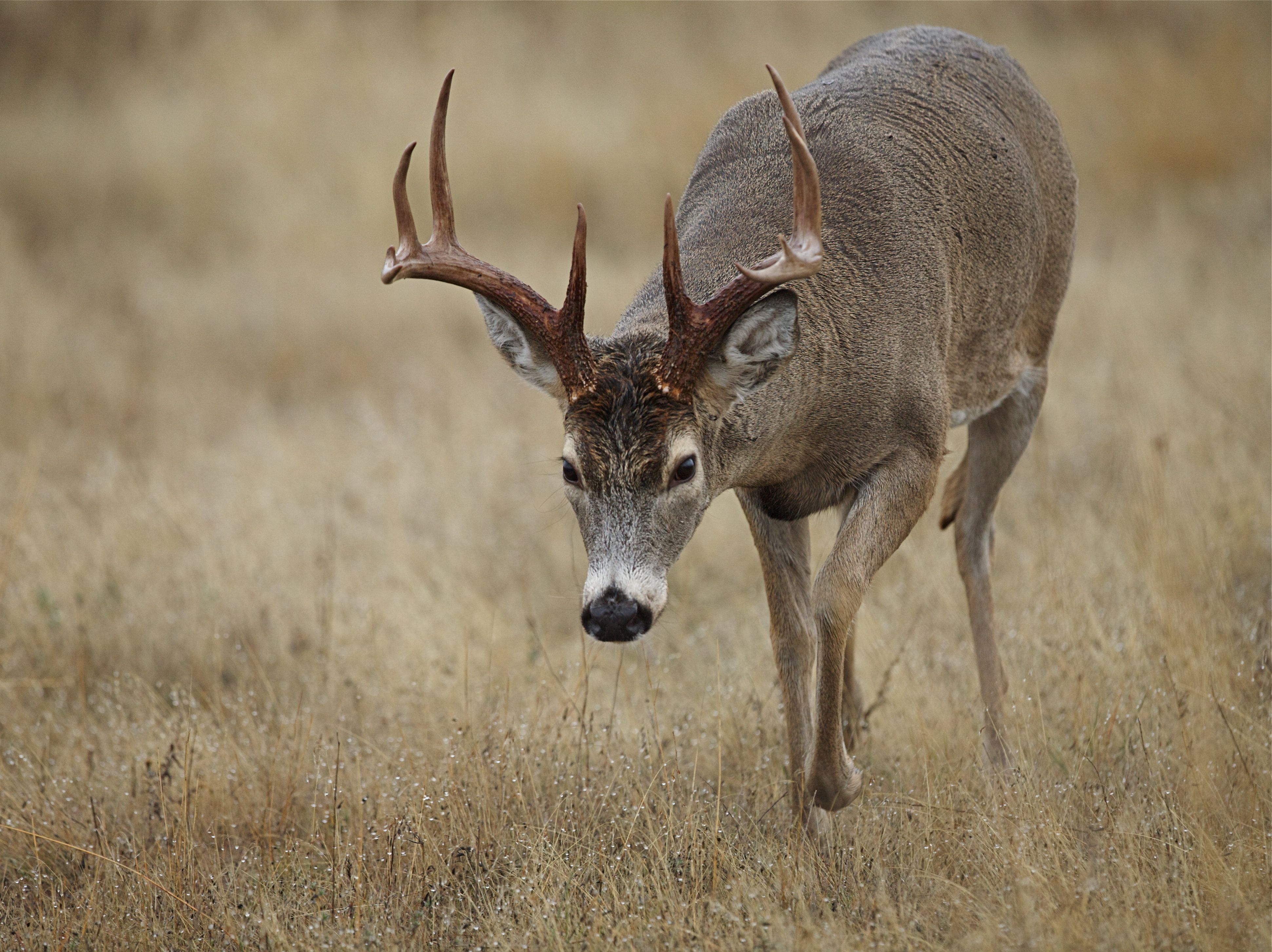 A buck lowers its head in a field, whitetail stalking concept.