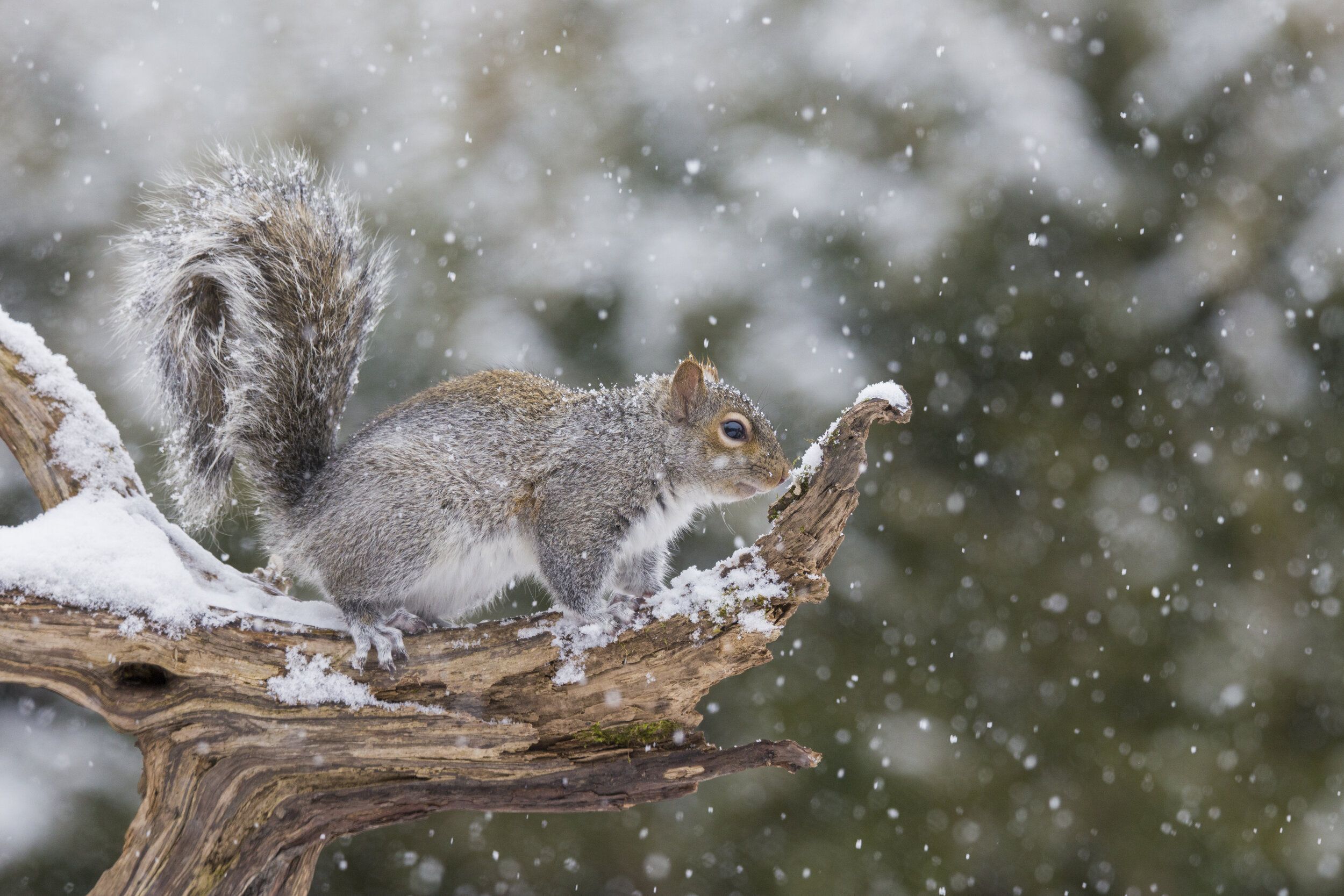 A squirrel on a branch in the winter, best time to hunt squirrels concept.